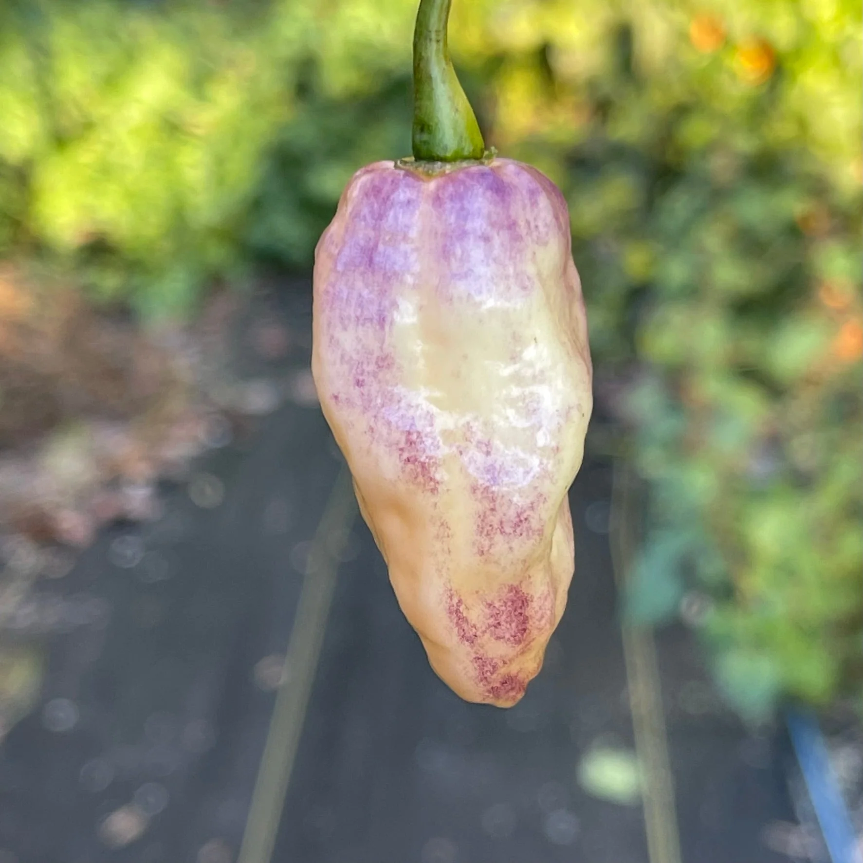 Pimenta Jolokia Fire/Ice - Seeds - Image 4