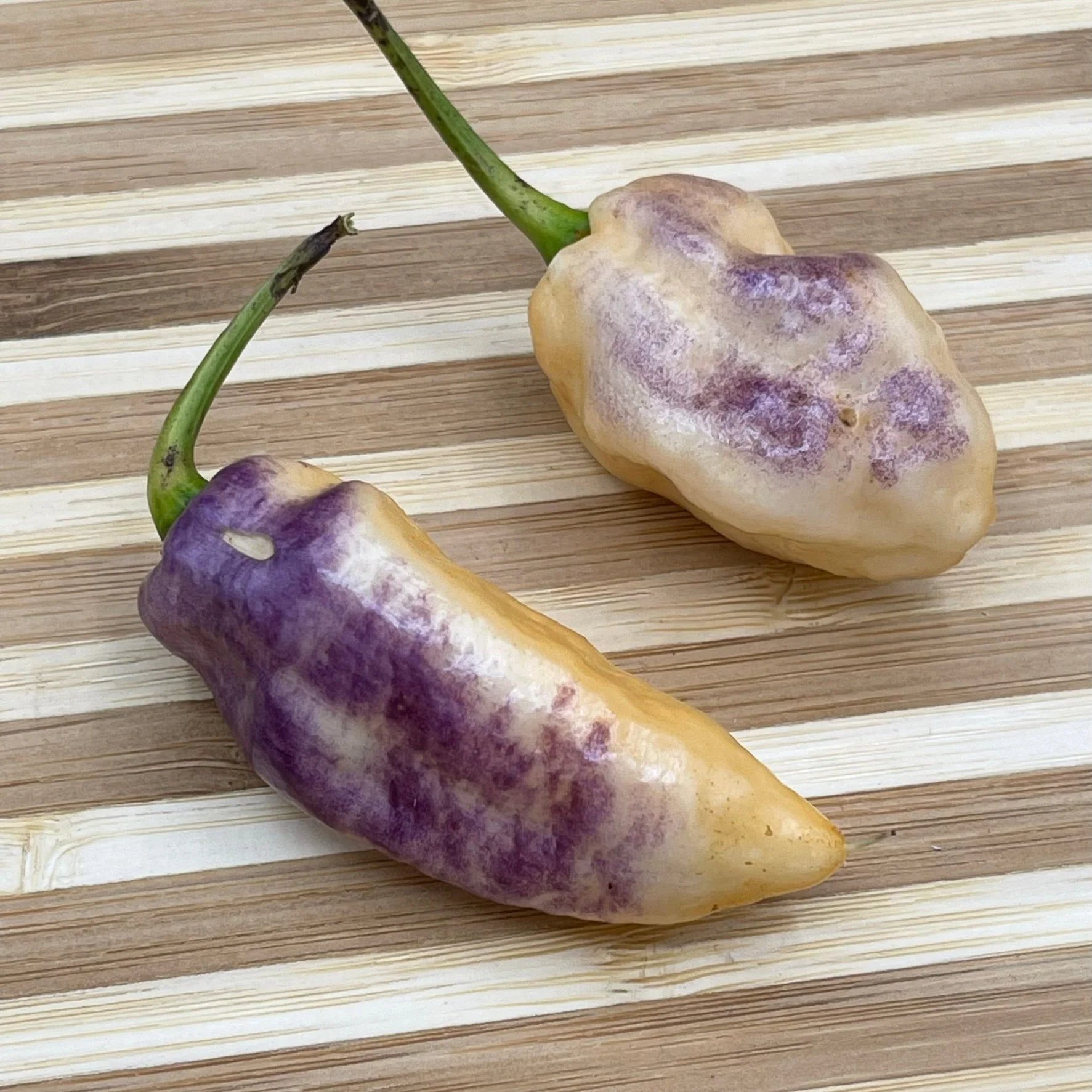 Pimenta Jolokia Fire/Ice - Seeds - Image 5