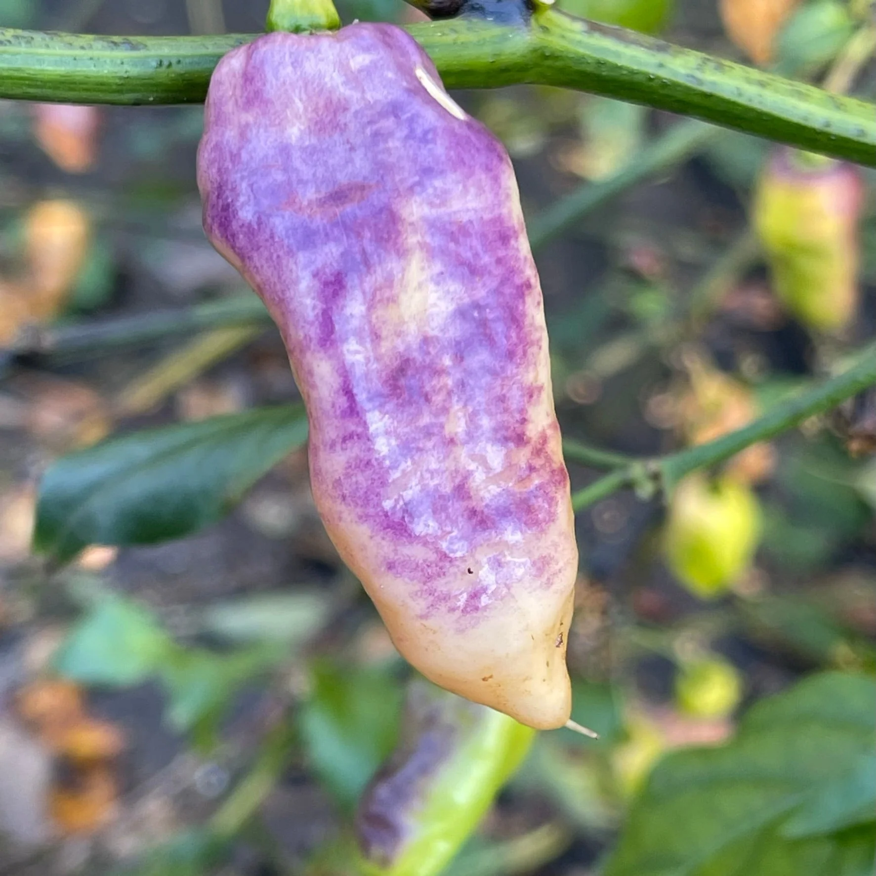 Pimenta Jolokia Fire/Ice - Seeds - Image 6
