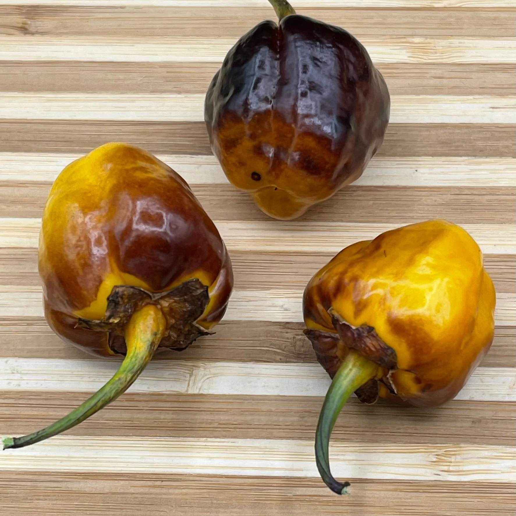 Pimenta Puma Golden - Seeds - Image 2