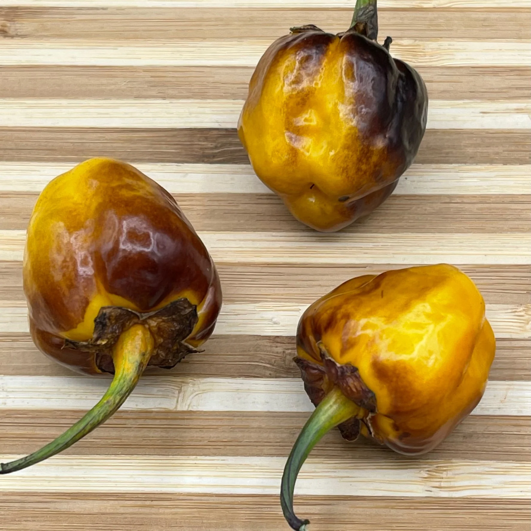 Pimenta Puma Golden - Seeds - Image 3