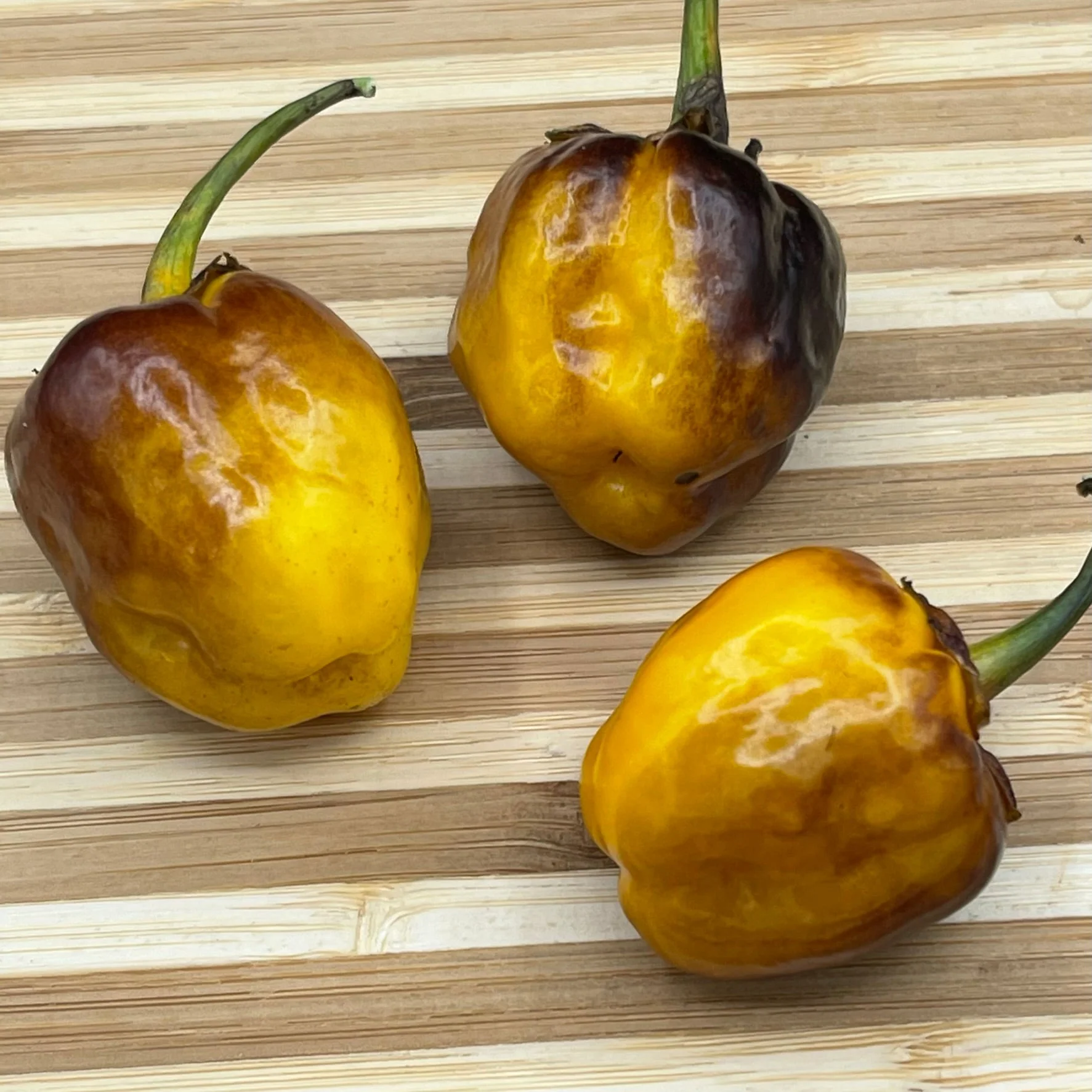 Pimenta Puma Golden - Seeds - Image 4