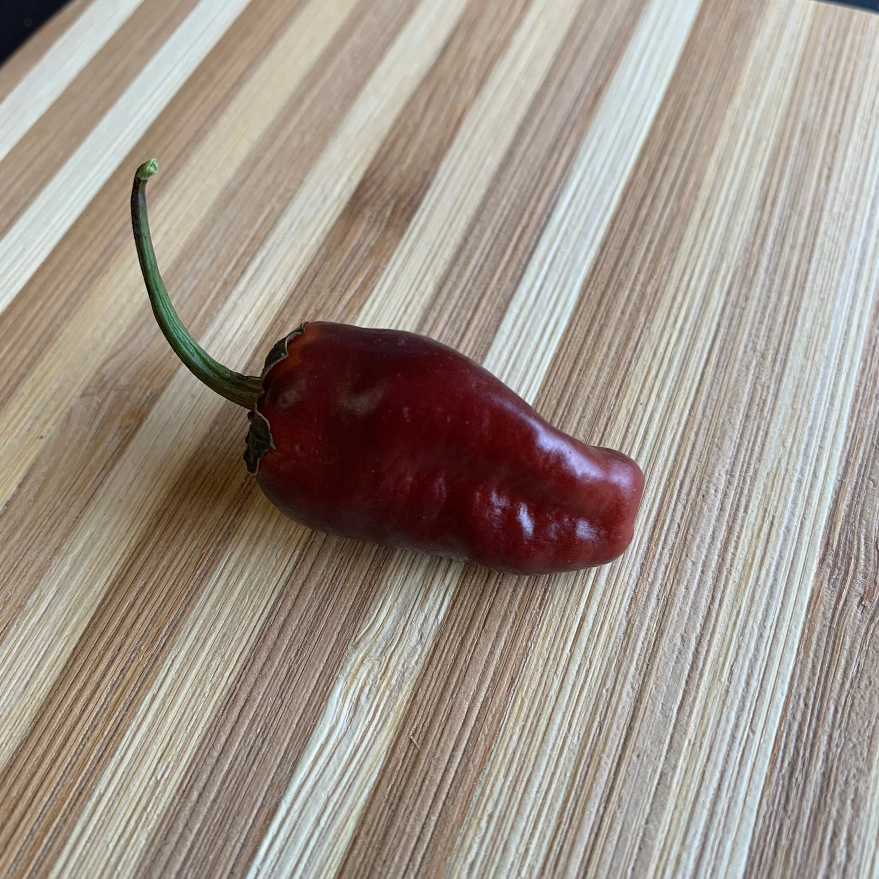Pimenta Puma - Seeds - Image 10