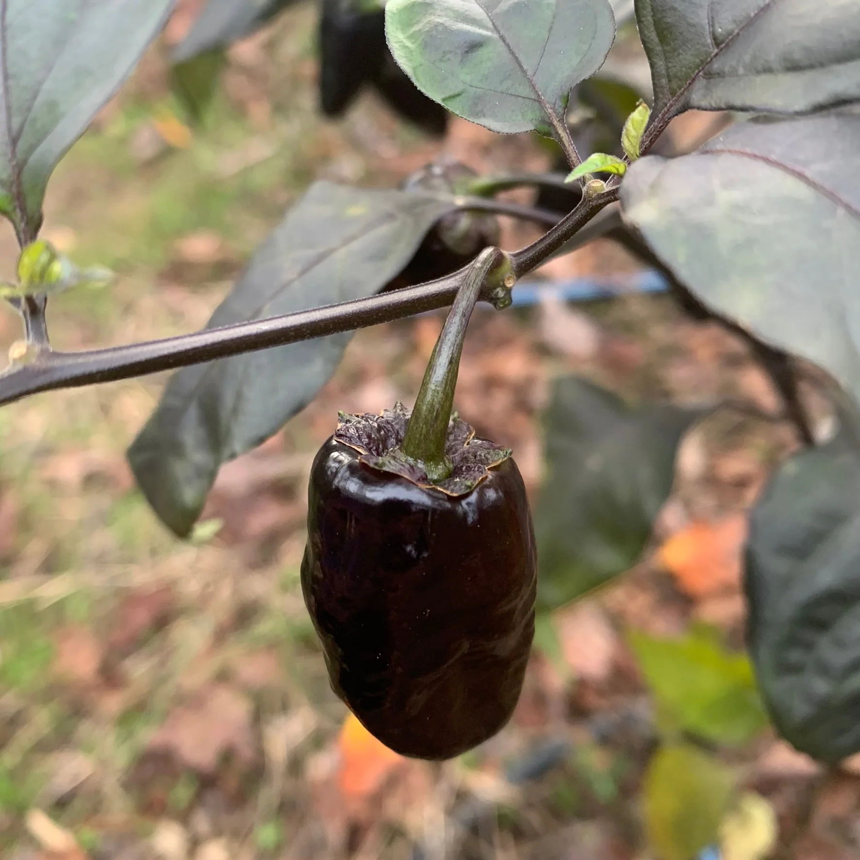 Pimenta Puma - Seeds - Image 2