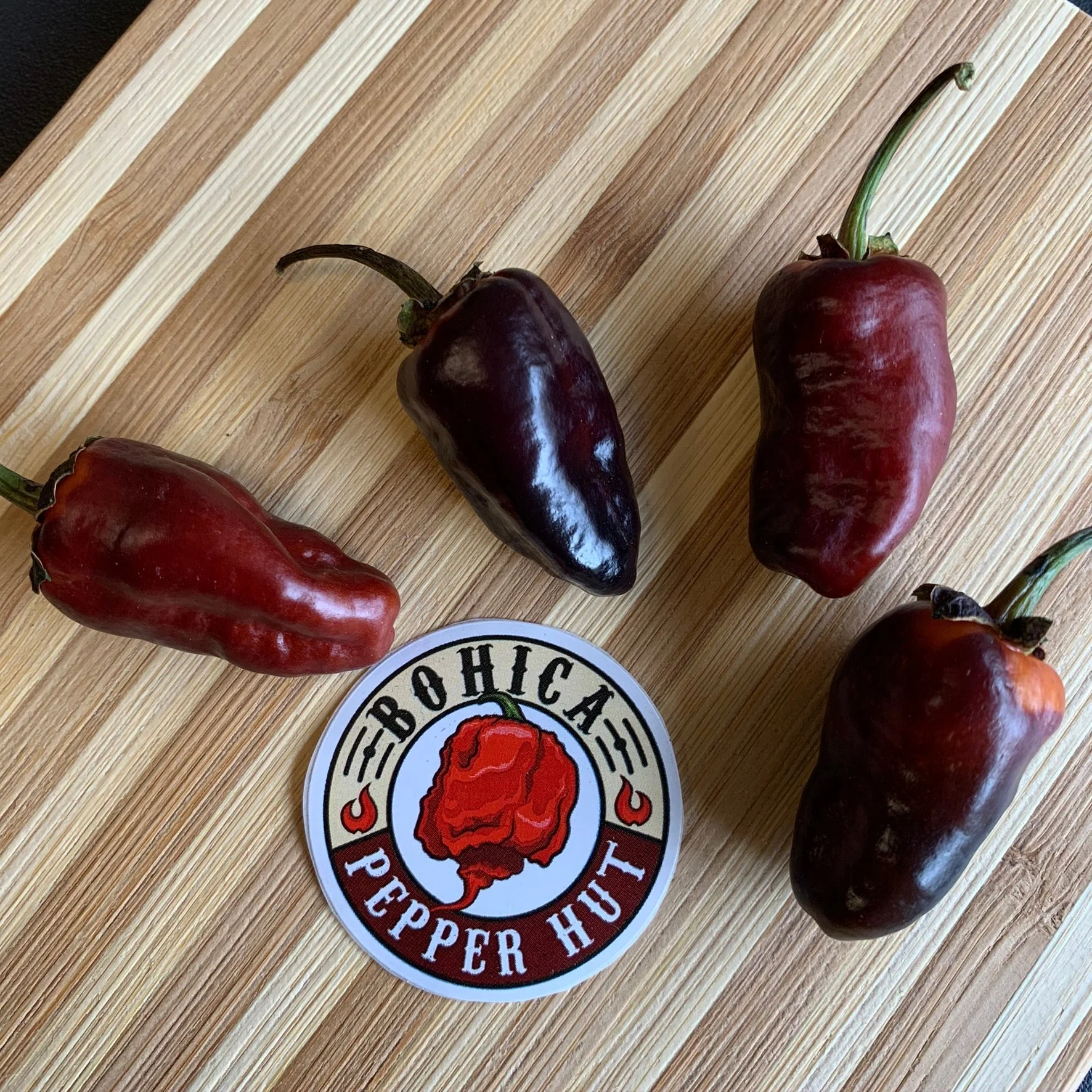 Pimenta Puma - Seeds - Image 3