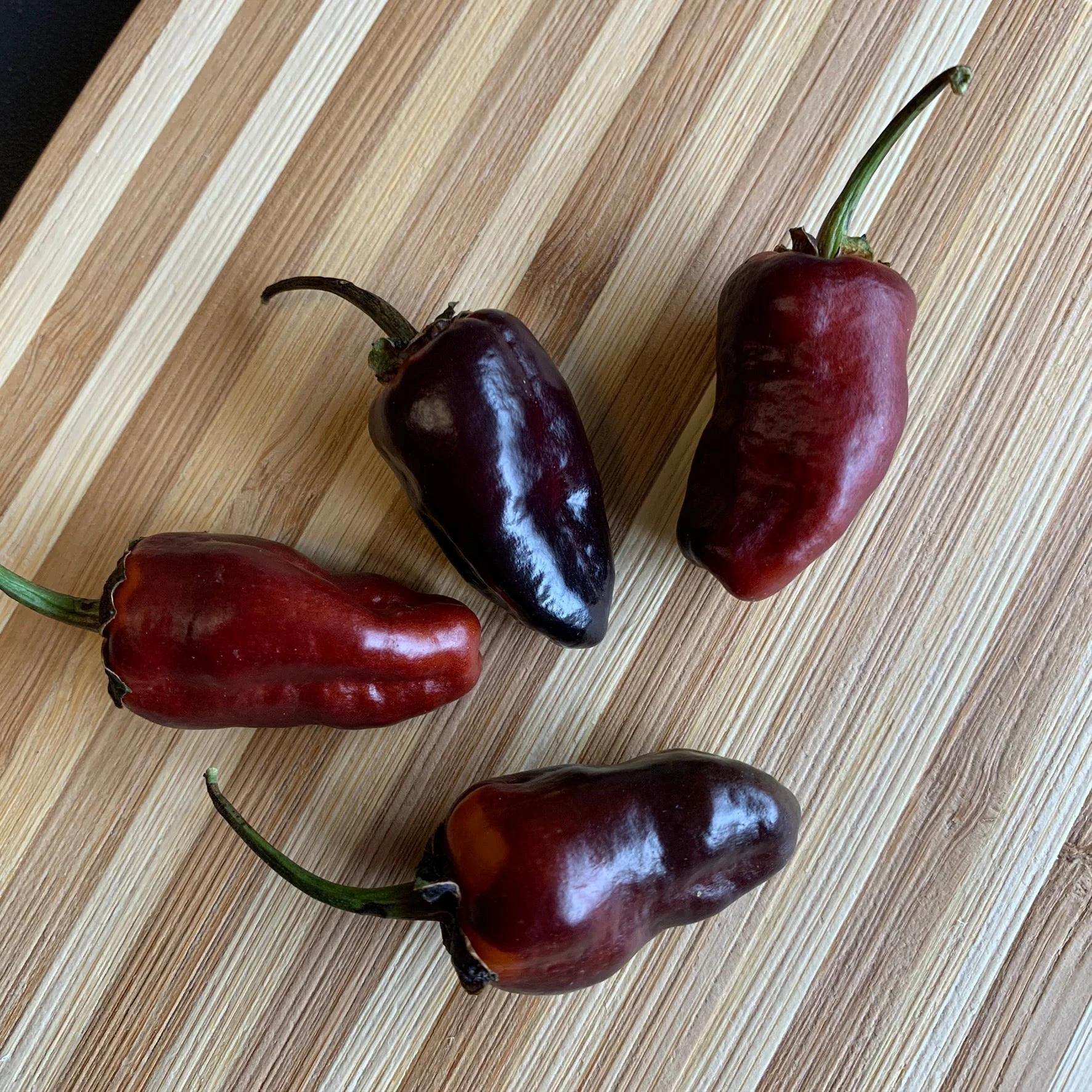 Pimenta Puma - Seeds - Image 4