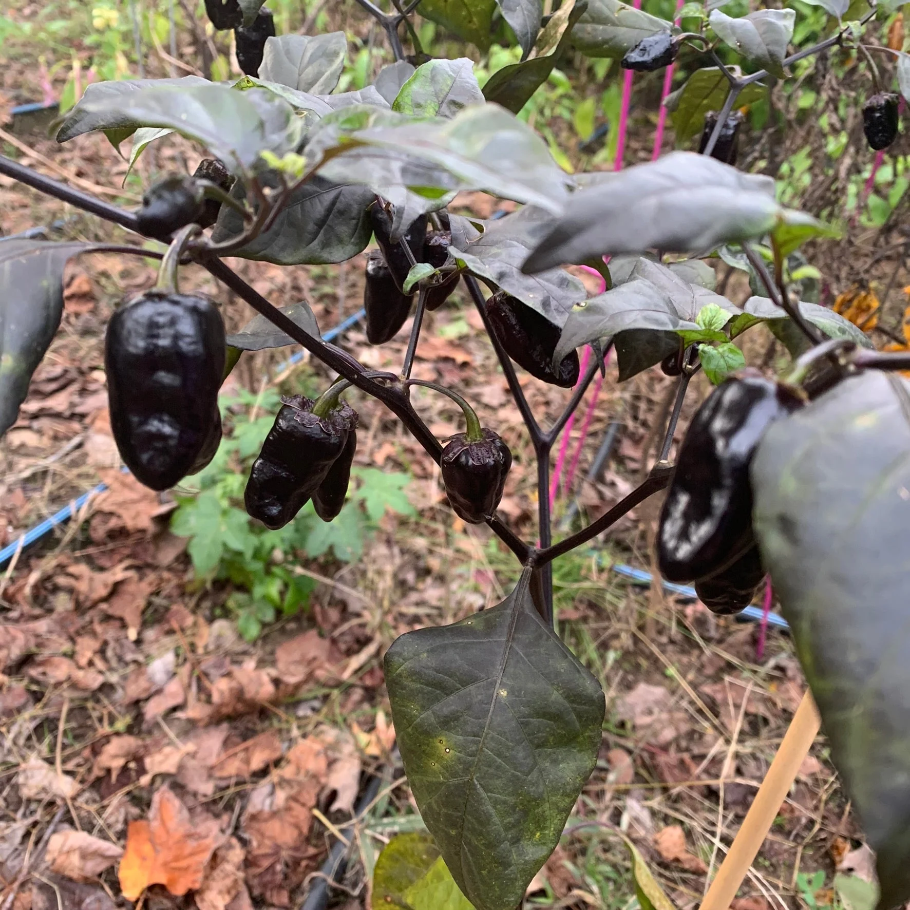 Pimenta Puma - Seeds - Image 5