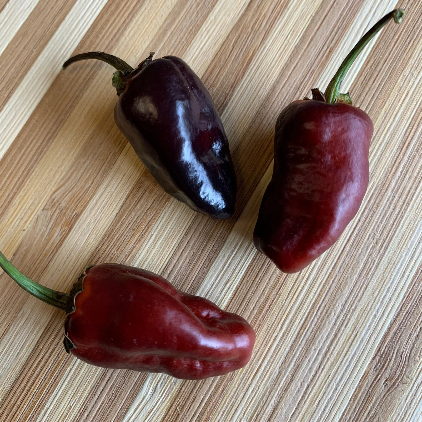 Pimenta Puma - Seeds - Image 6