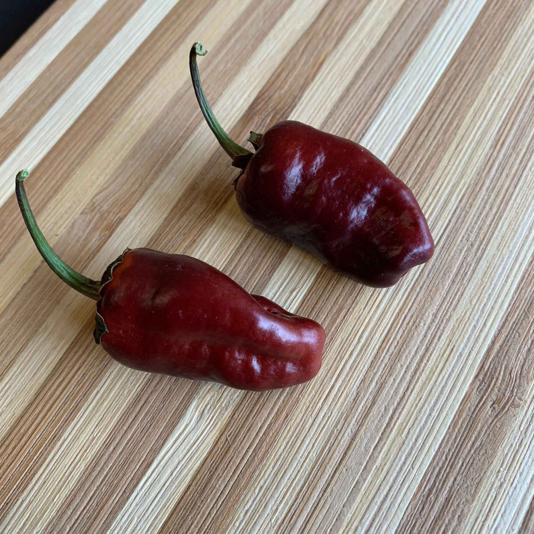 Pimenta Puma - Seeds - Image 7