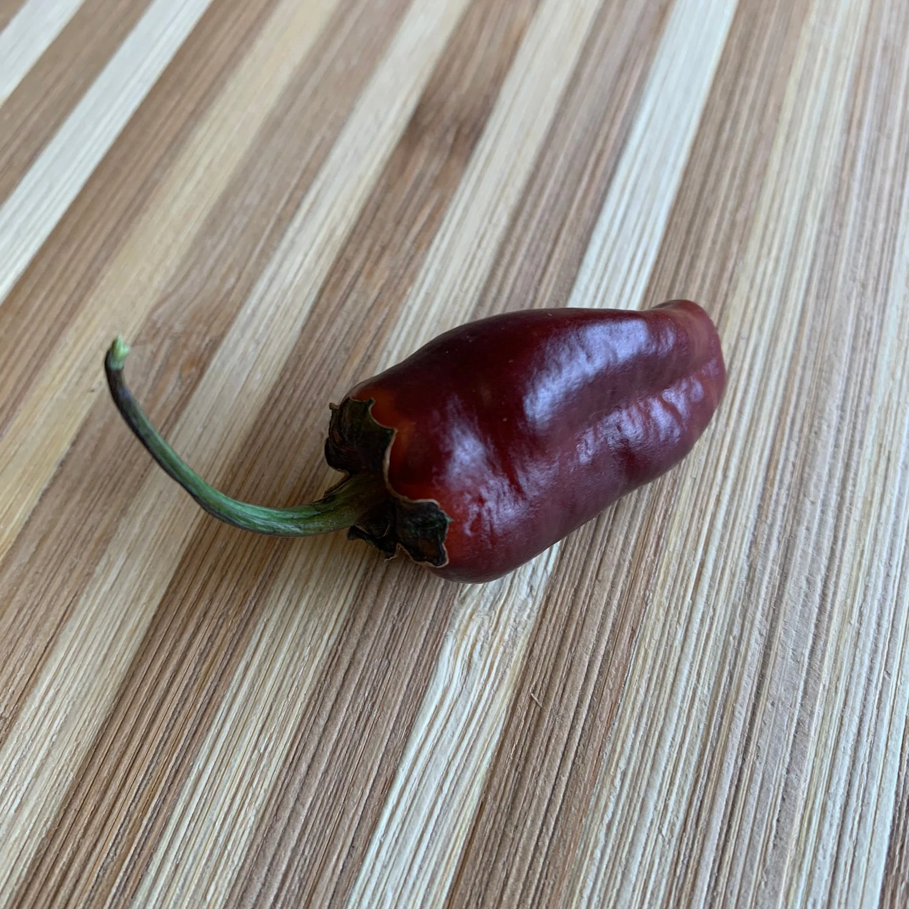 Pimenta Puma - Seeds - Image 8