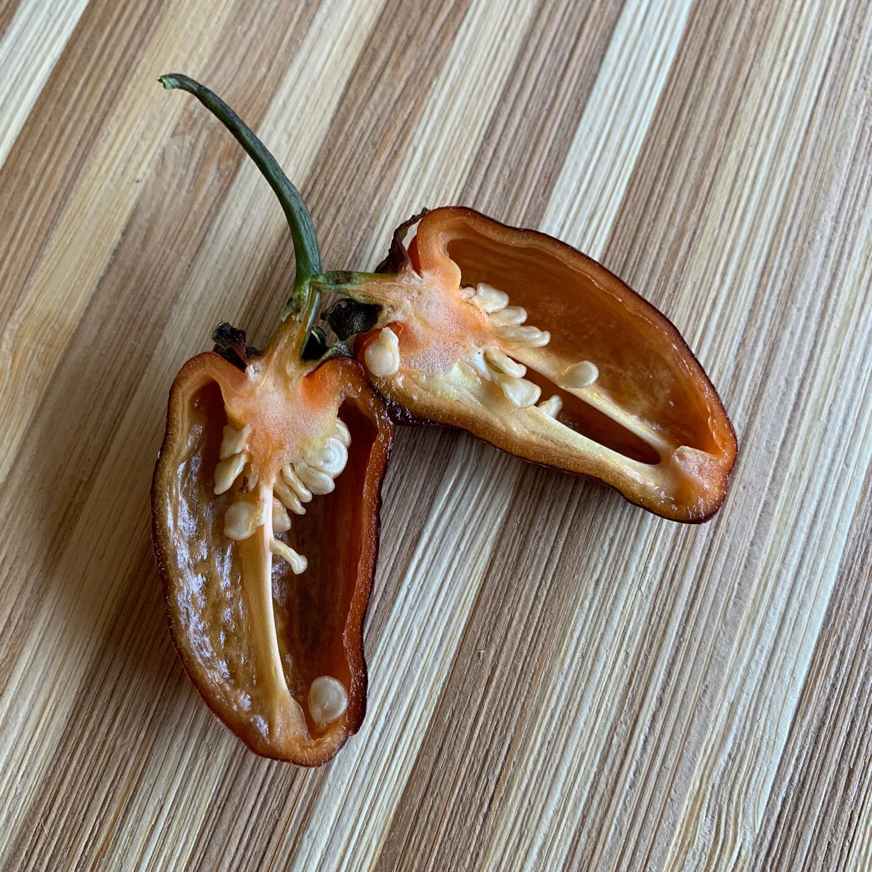 Pimenta Puma - Seeds - Image 9