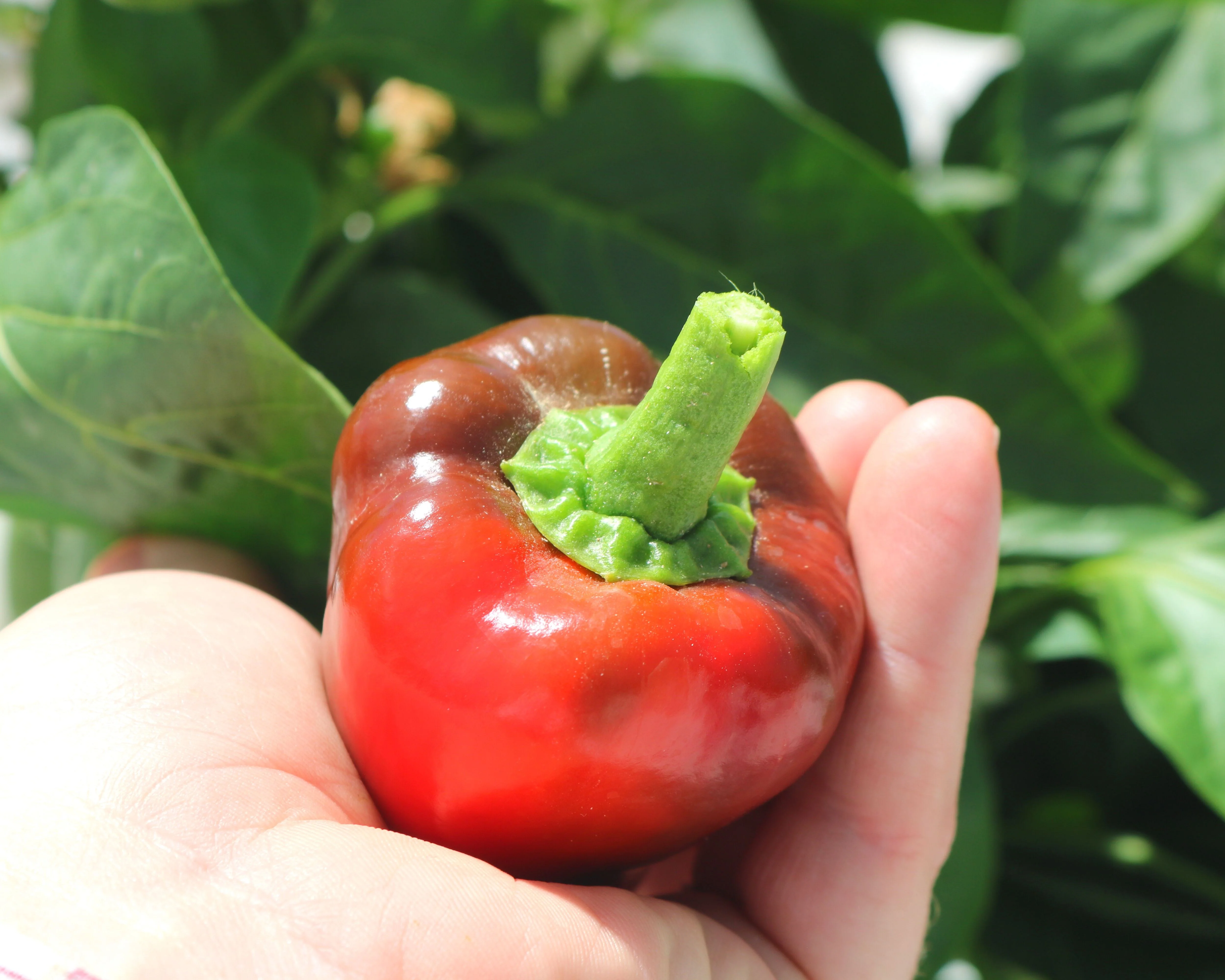 Pimiento Elite Hybrid Pepper Seeds - Image 3