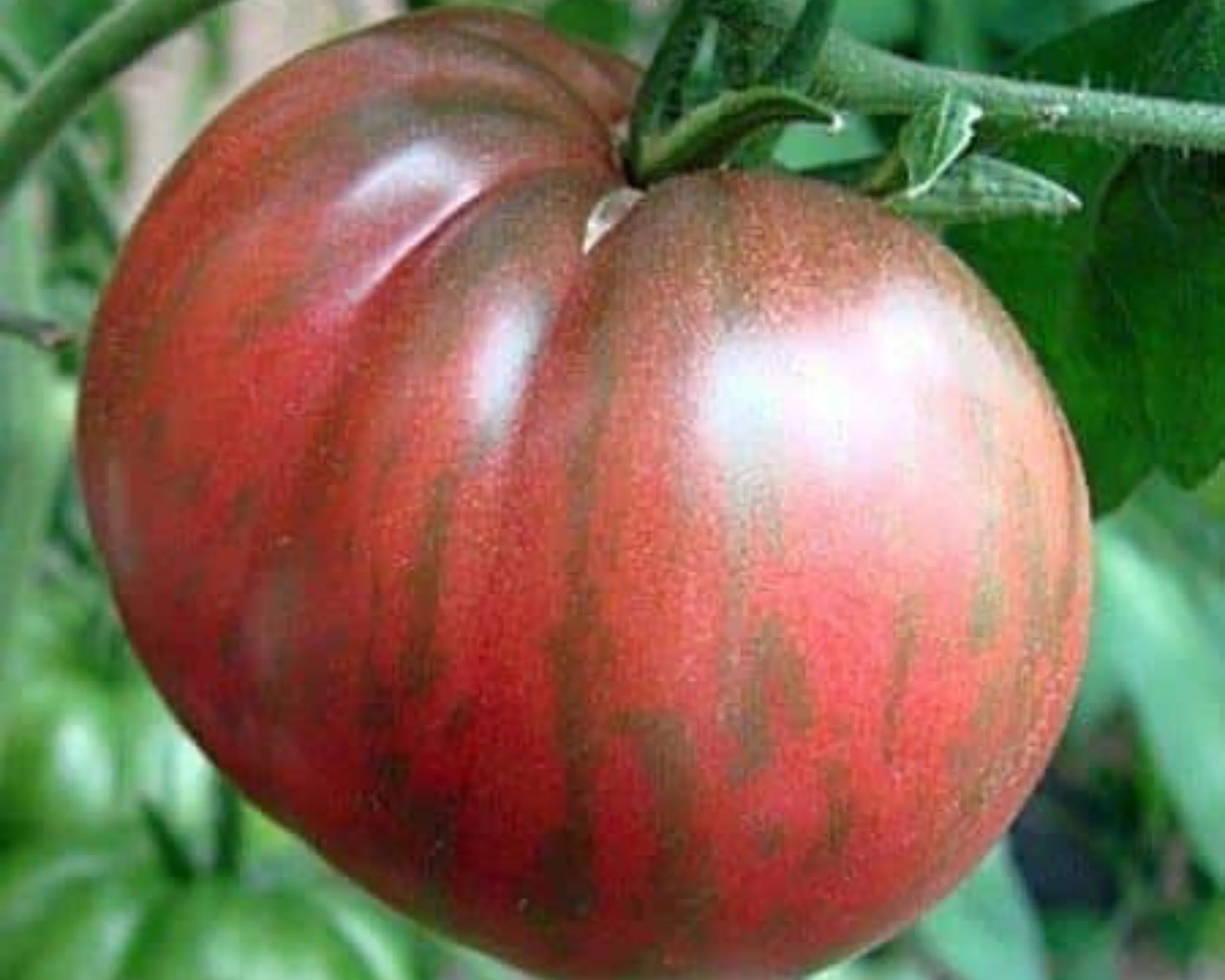 Pink Berkeley Tie-Dye Tomato Seeds - Image 2