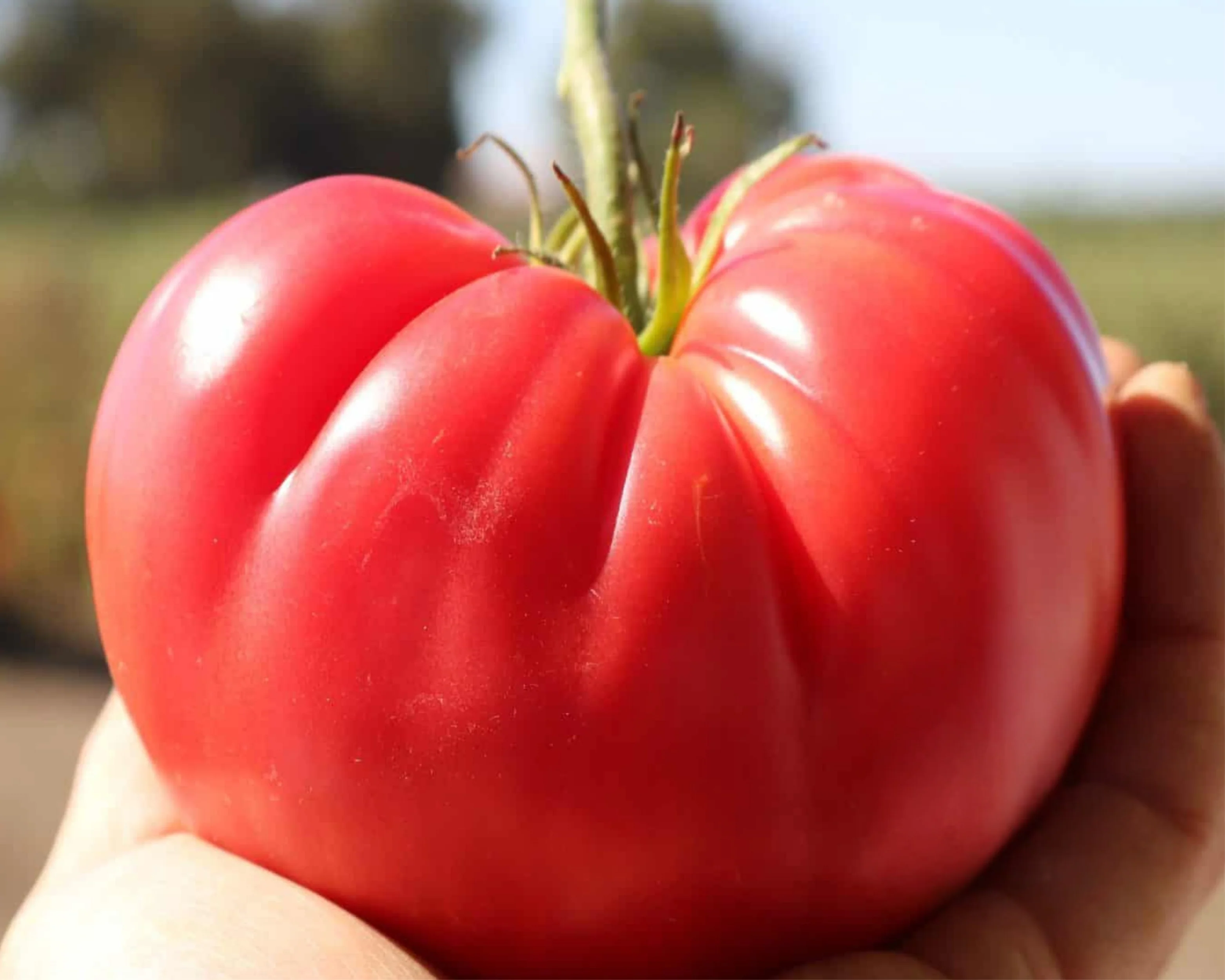 Pink Delicious Hybrid Tomato Seeds - Image 2