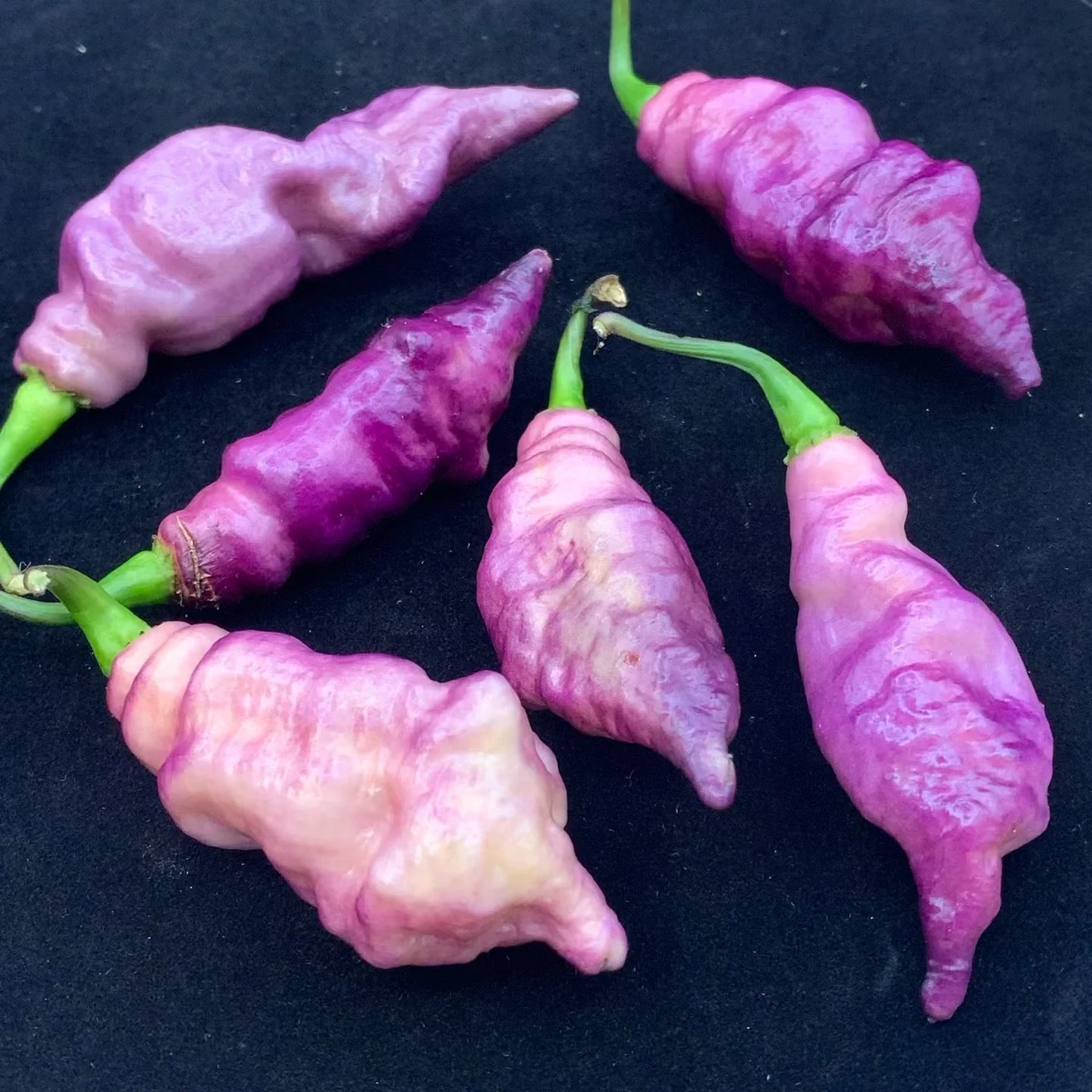 Pink Tiger - Seeds - Image 2