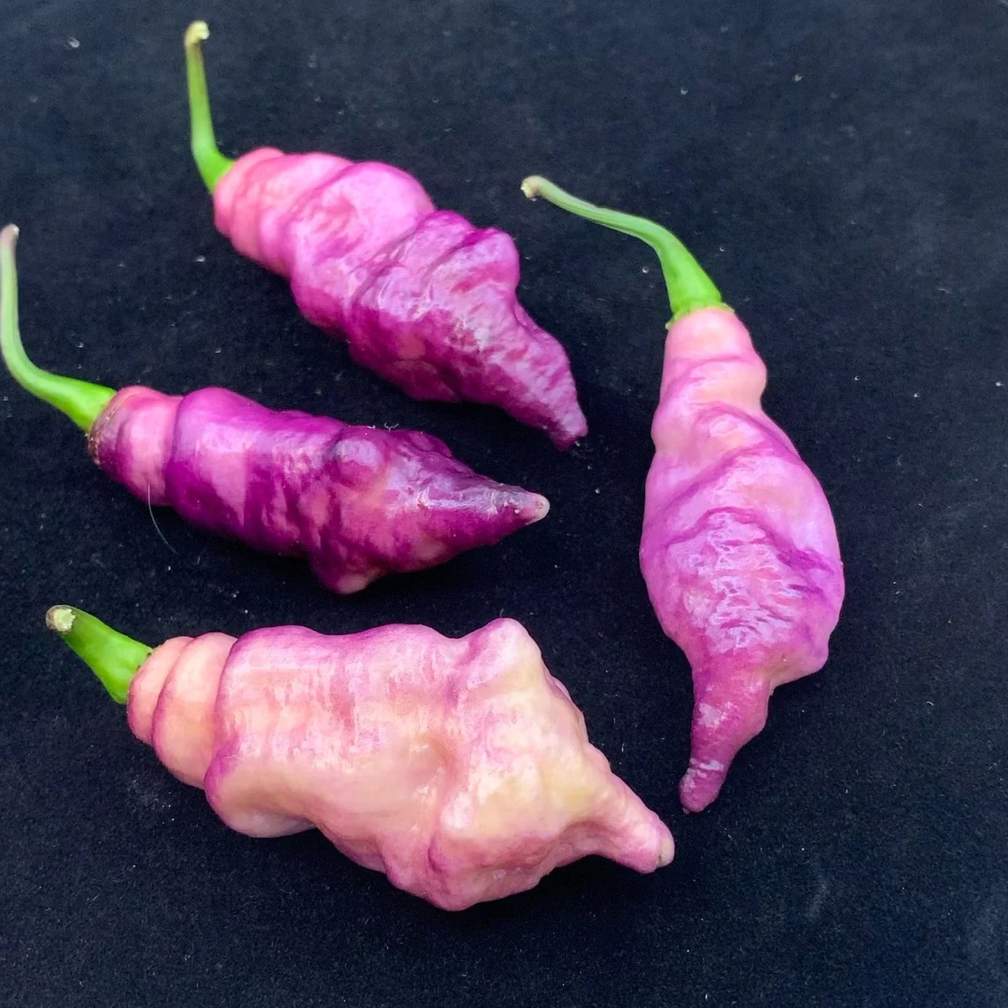 Pink Tiger - Seeds - Image 3