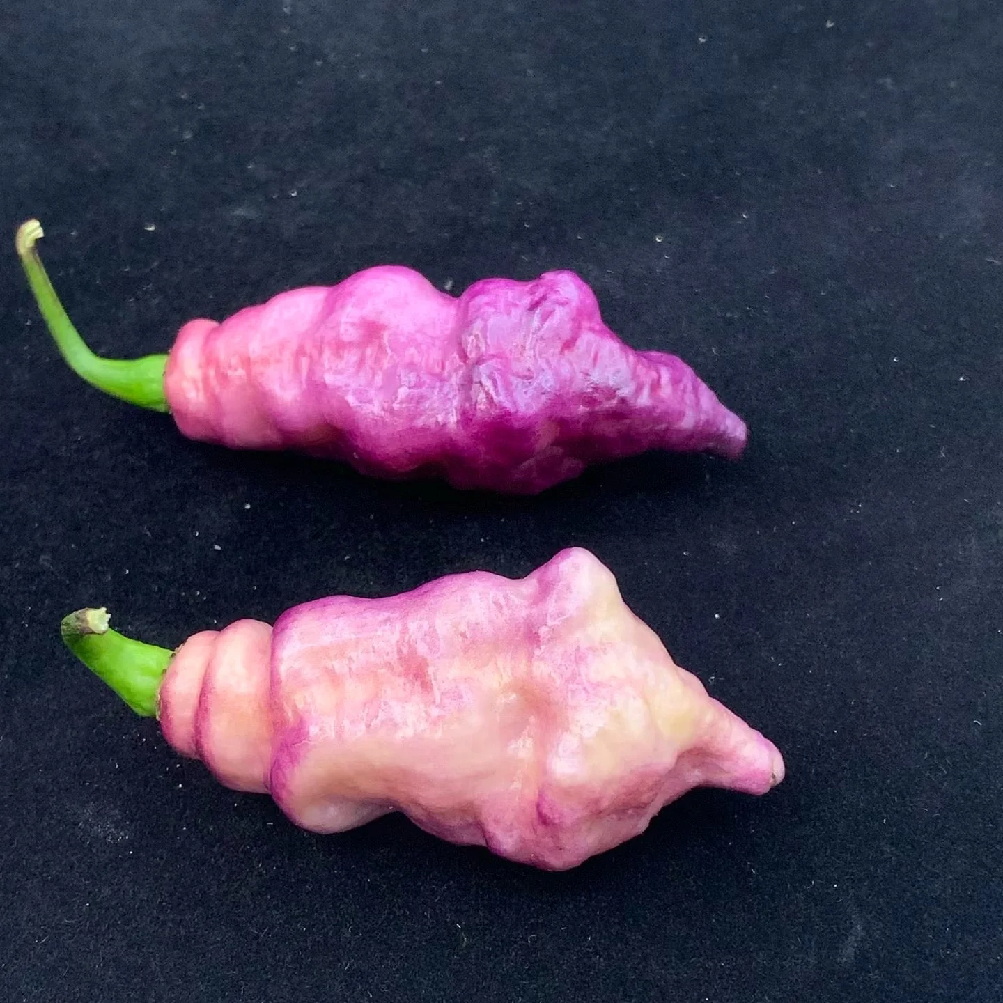 Pink Tiger - Seeds - Image 4
