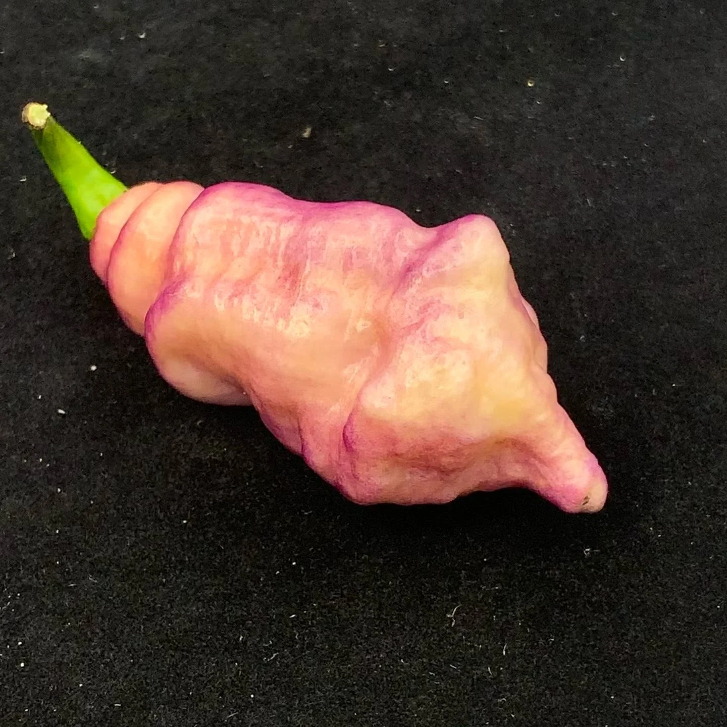 Pink Tiger - Seeds - Image 5