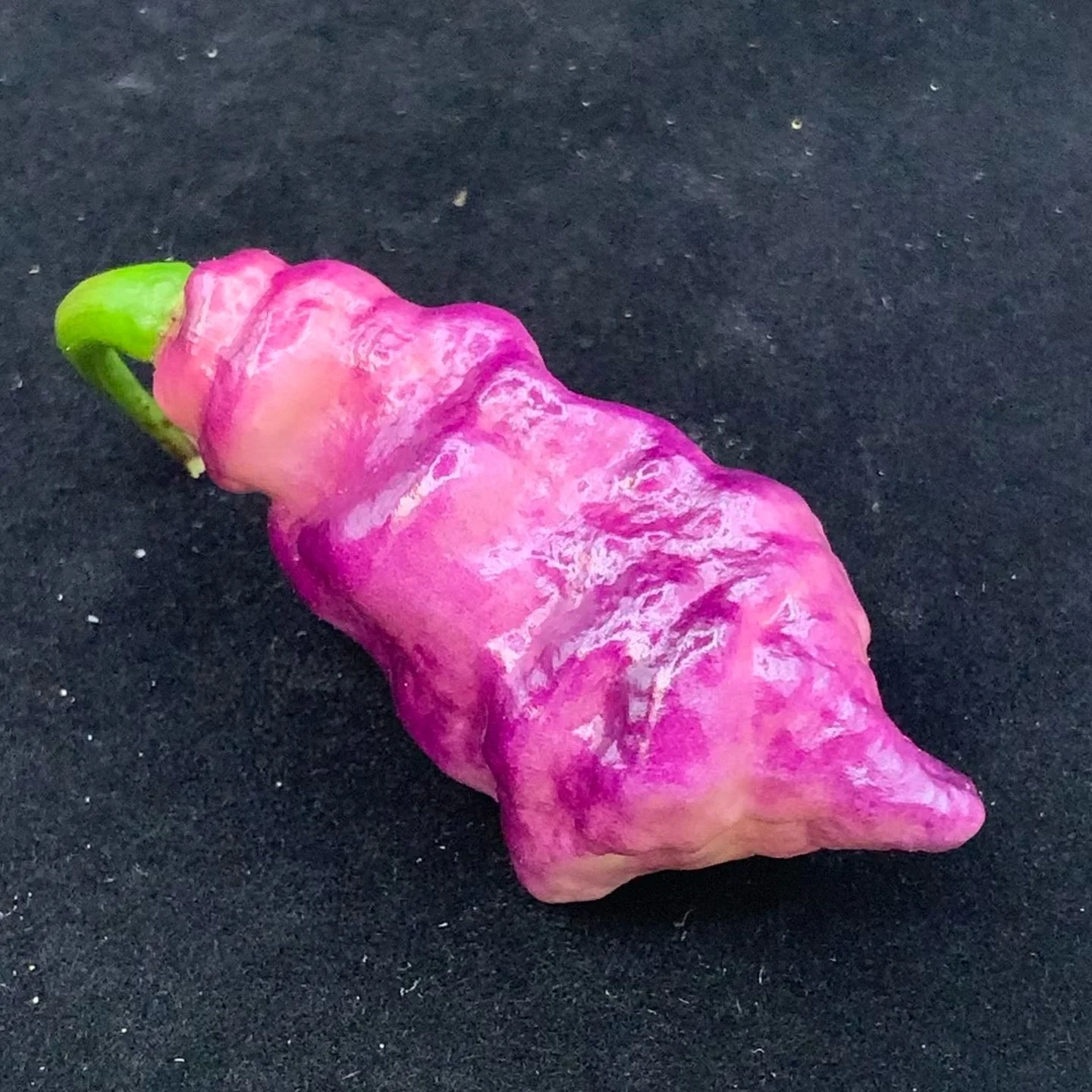 Pink Tiger - Seeds - Image 6