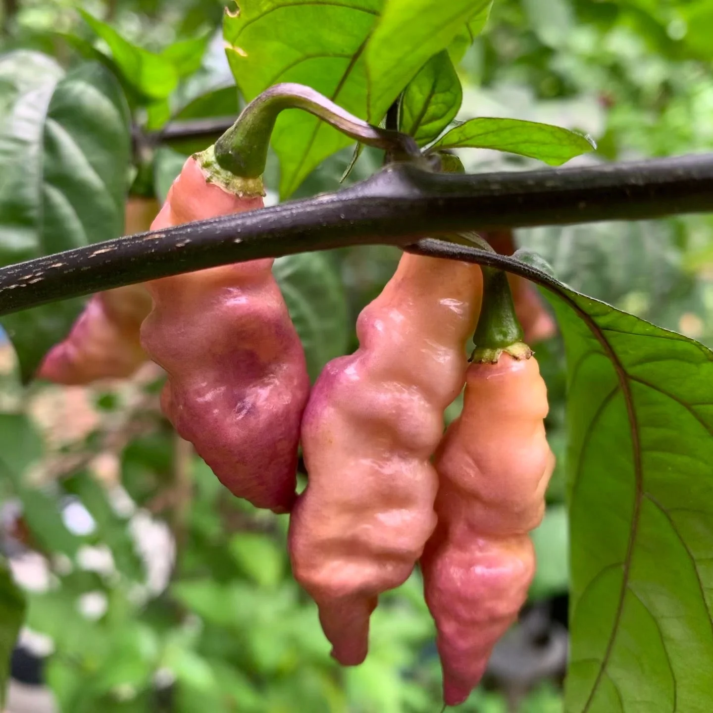 Pink Tiger - Seeds - Image 7