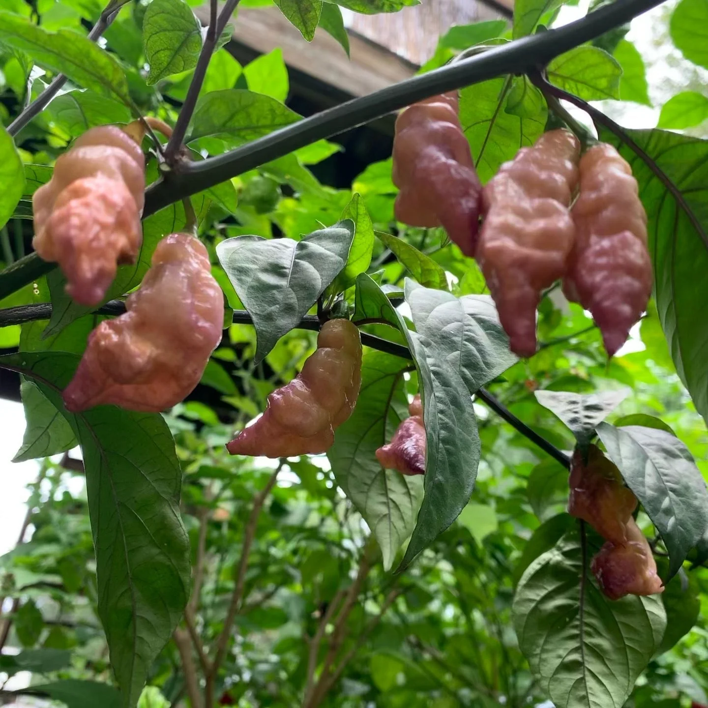 Pink Tiger - Seeds - Image 8