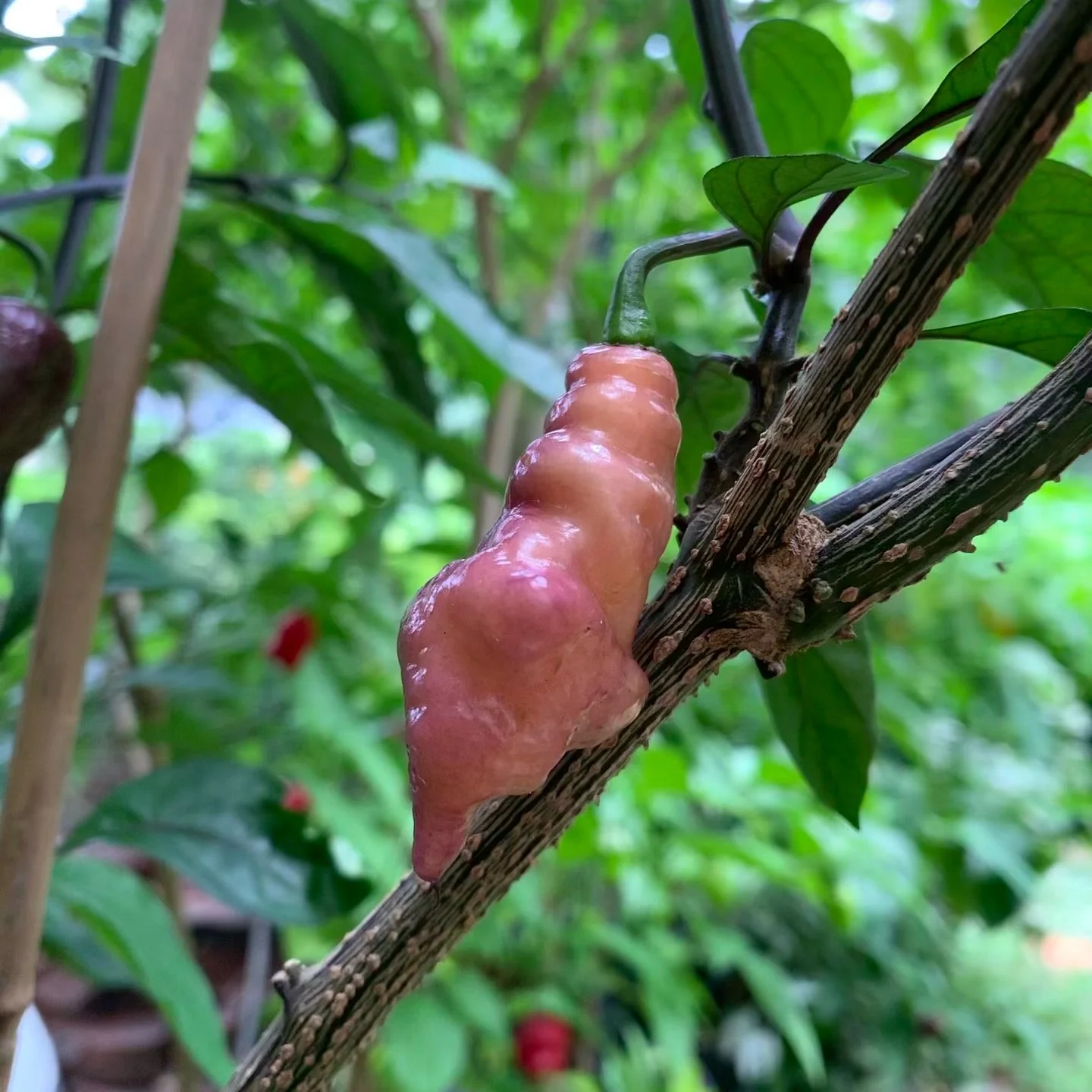 Pink Tiger - Seeds - Image 9