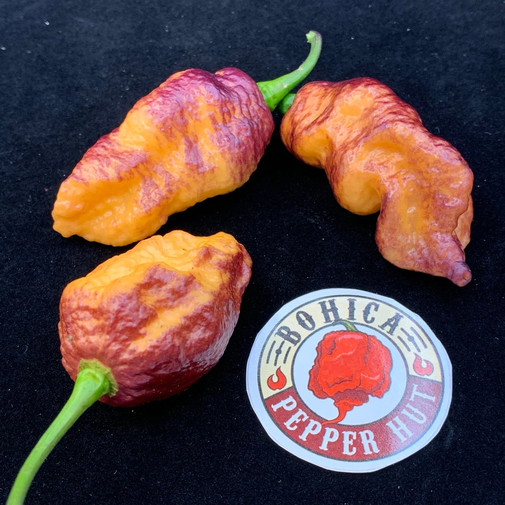 Pink Tiger x Peach Bhut - Seeds - Image 2