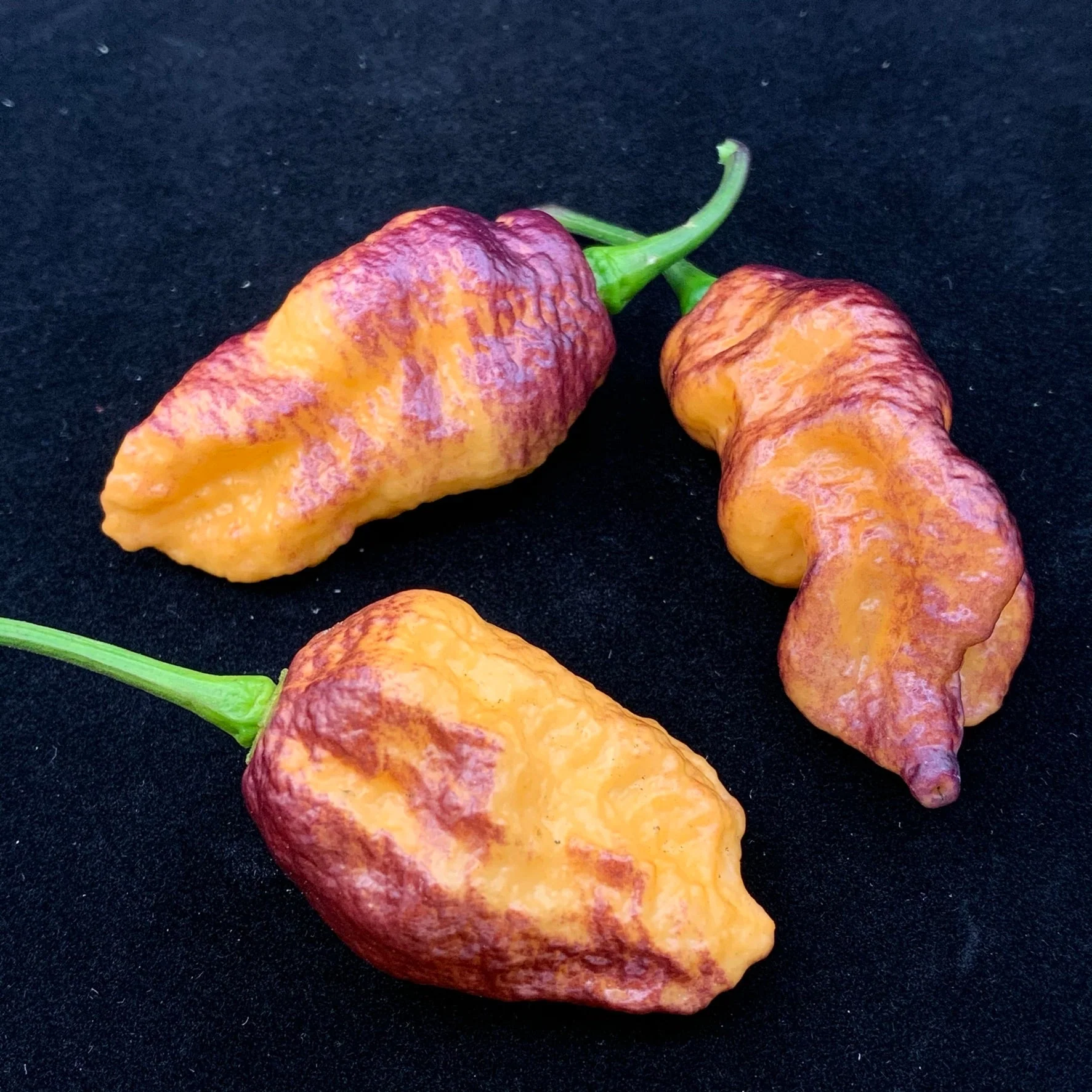 Pink Tiger x Peach Bhut - Seeds - Image 3
