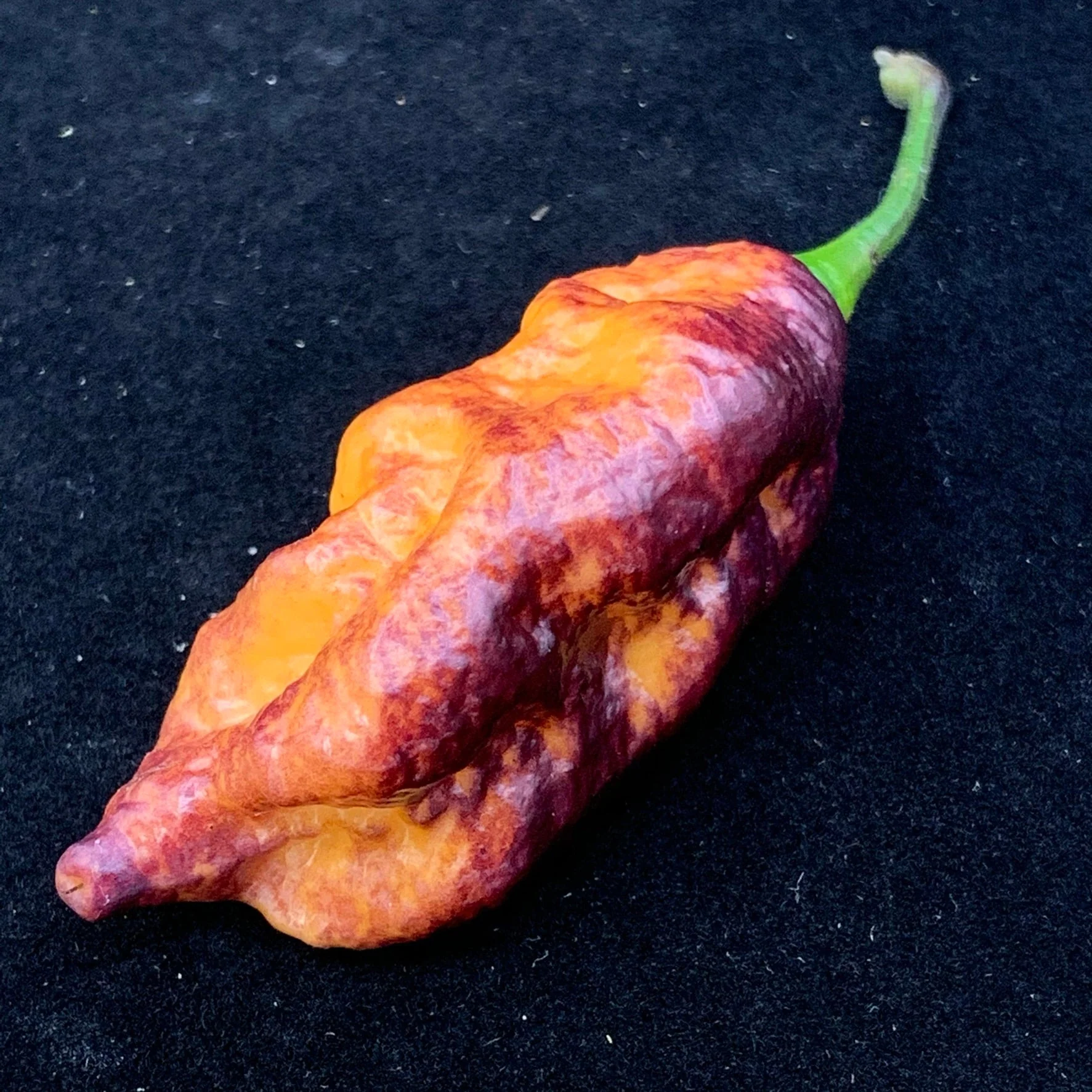 Pink Tiger x Peach Bhut - Seeds - Image 4