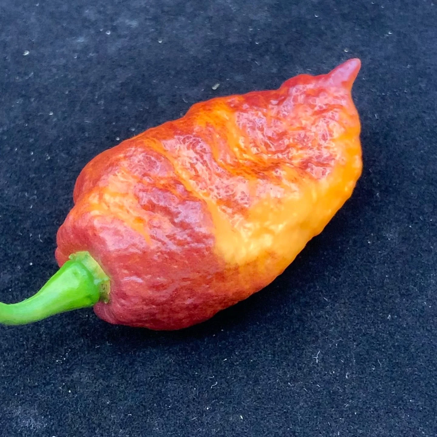 Pink Tiger x Peach Bhut - Seeds - Image 5