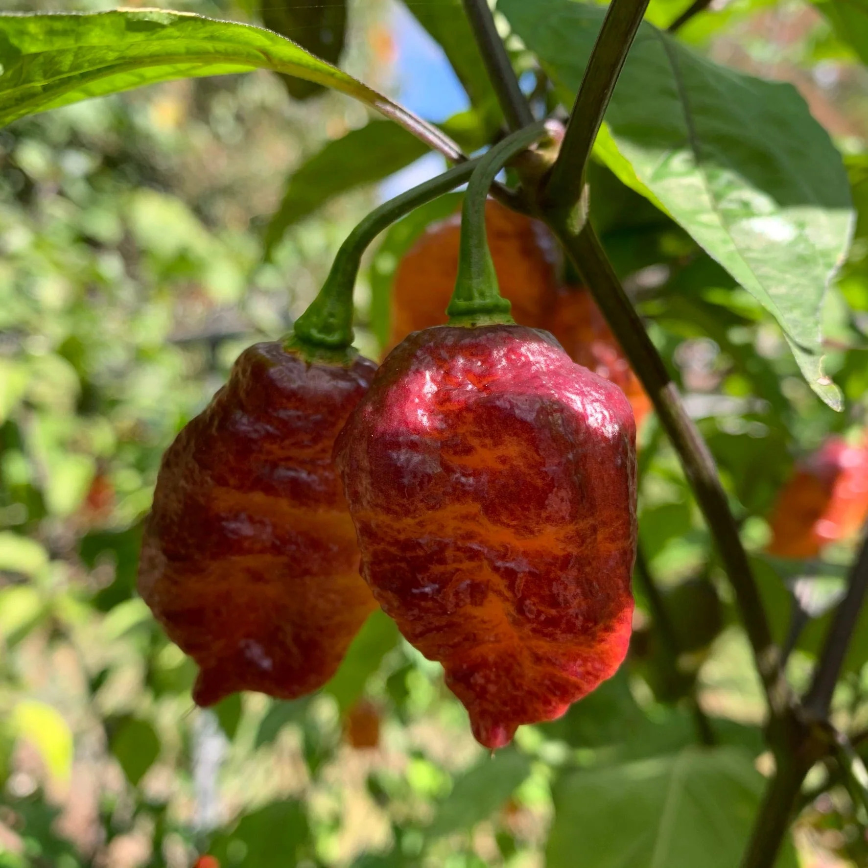 Pink Tiger x Peach Bhut - Seeds - Image 6