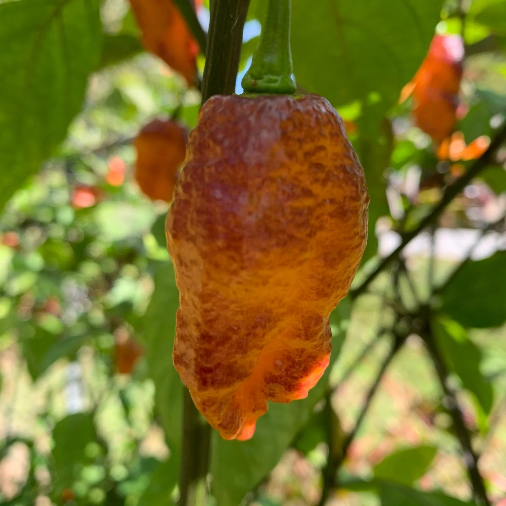 Pink Tiger x Peach Bhut - Seeds - Image 7