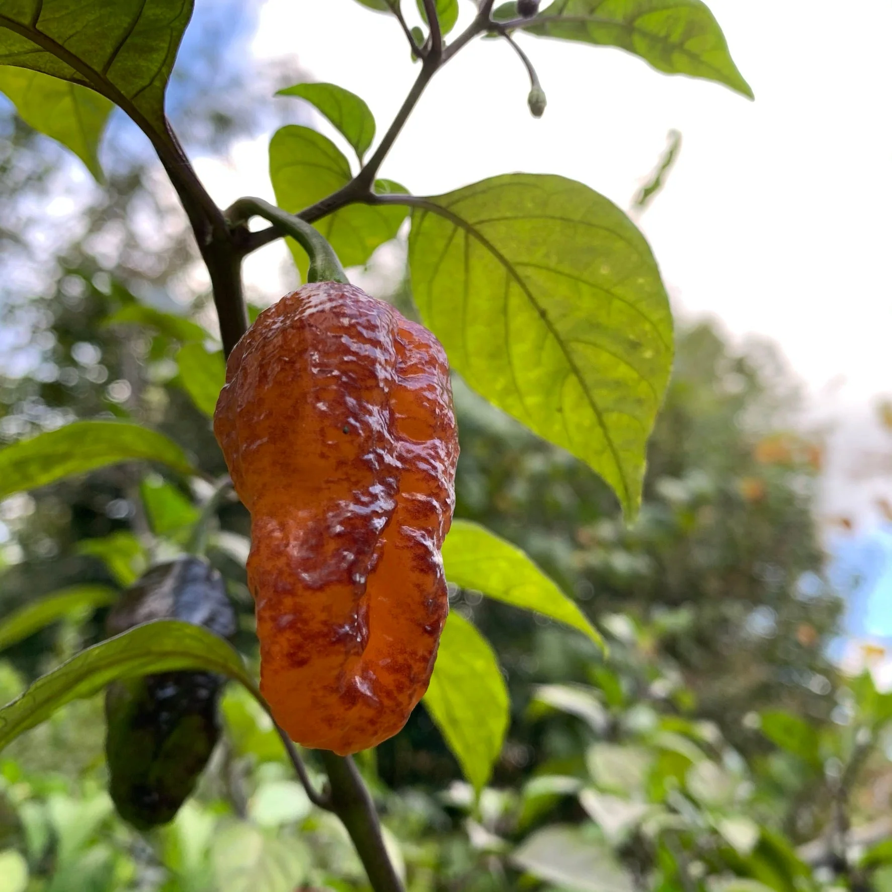 Pink Tiger x Peach Bhut - Seeds - Image 8