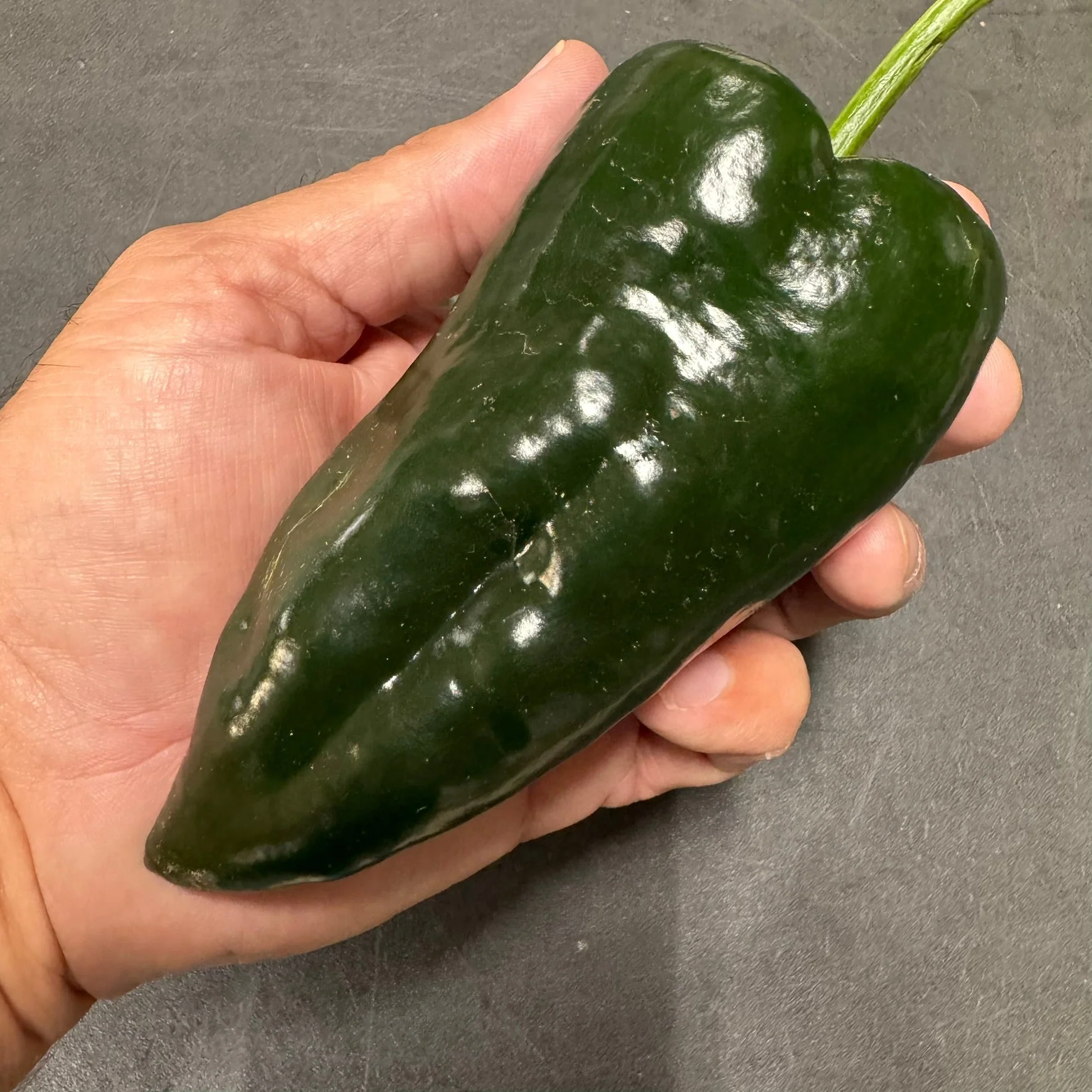 Poblano - Seeds - Image 3