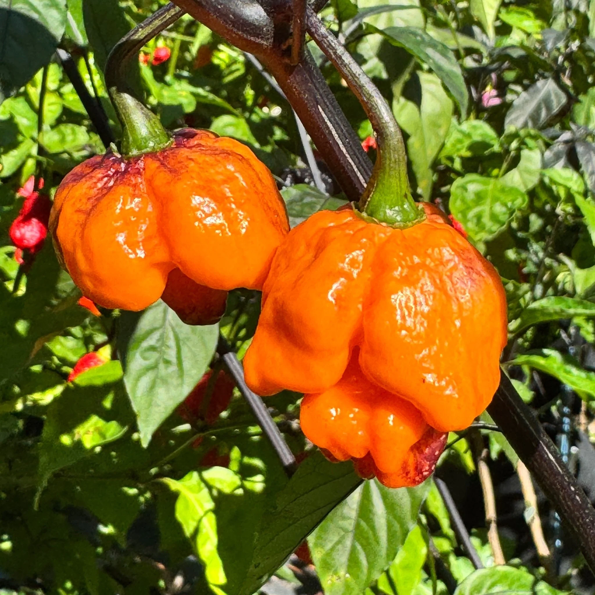 Pockmark Orange - Seeds - Image 2