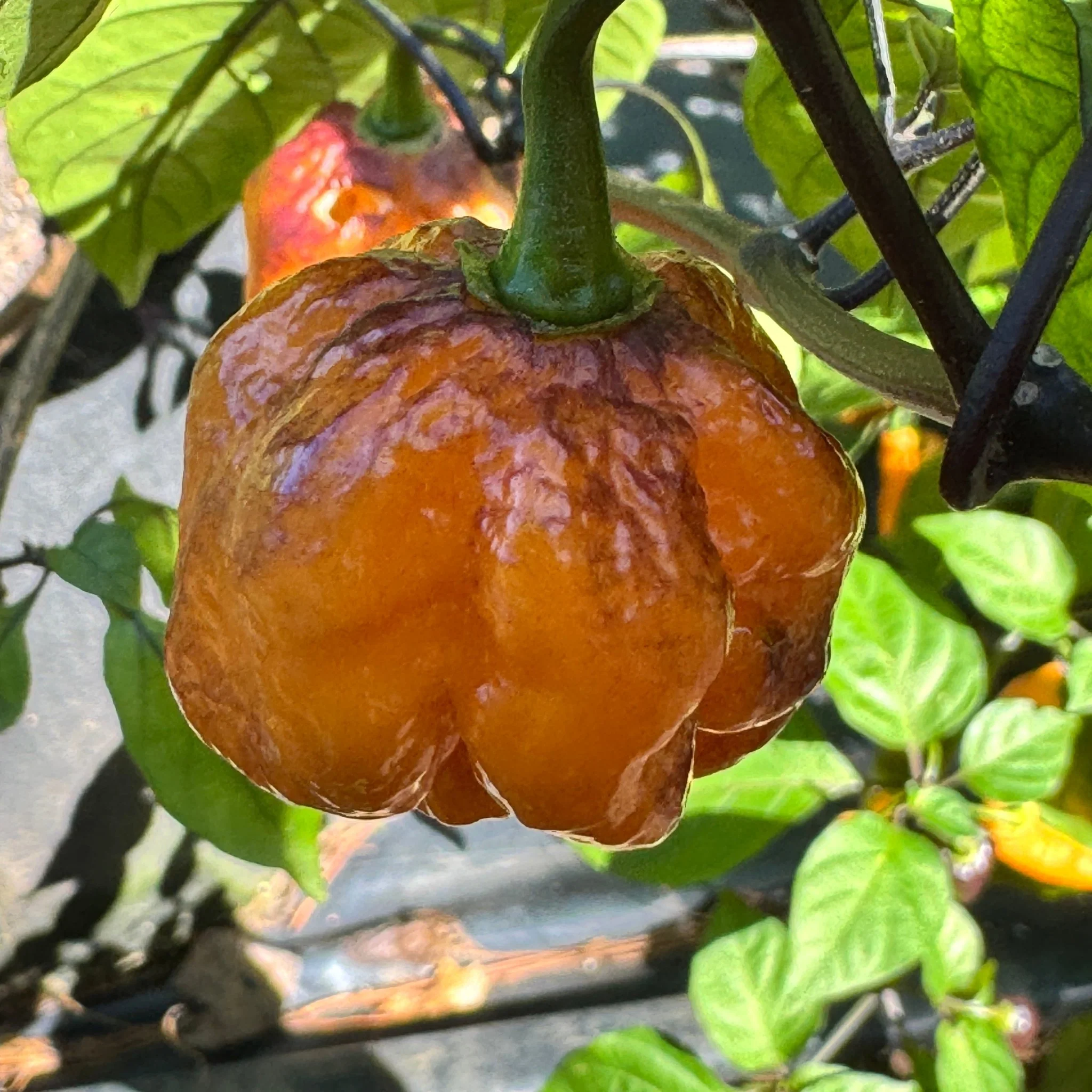 Pockmark Orange - Seeds - Image 3