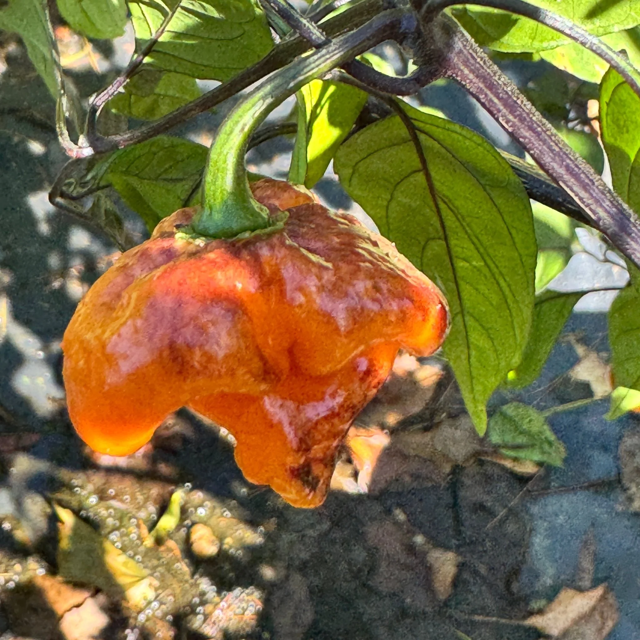 Pockmark Orange - Seeds - Image 4