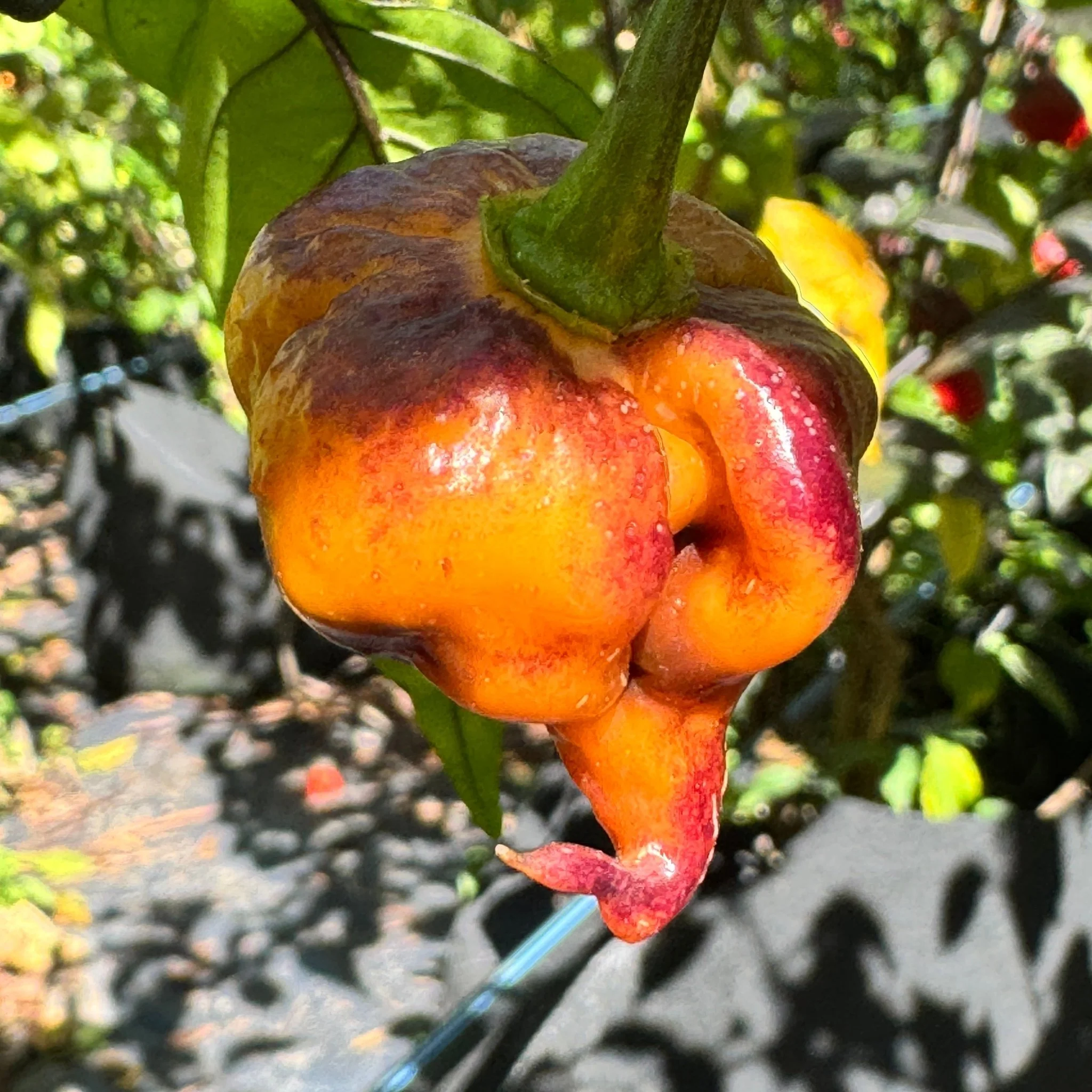 Pockmark Orange - Seeds - Image 5