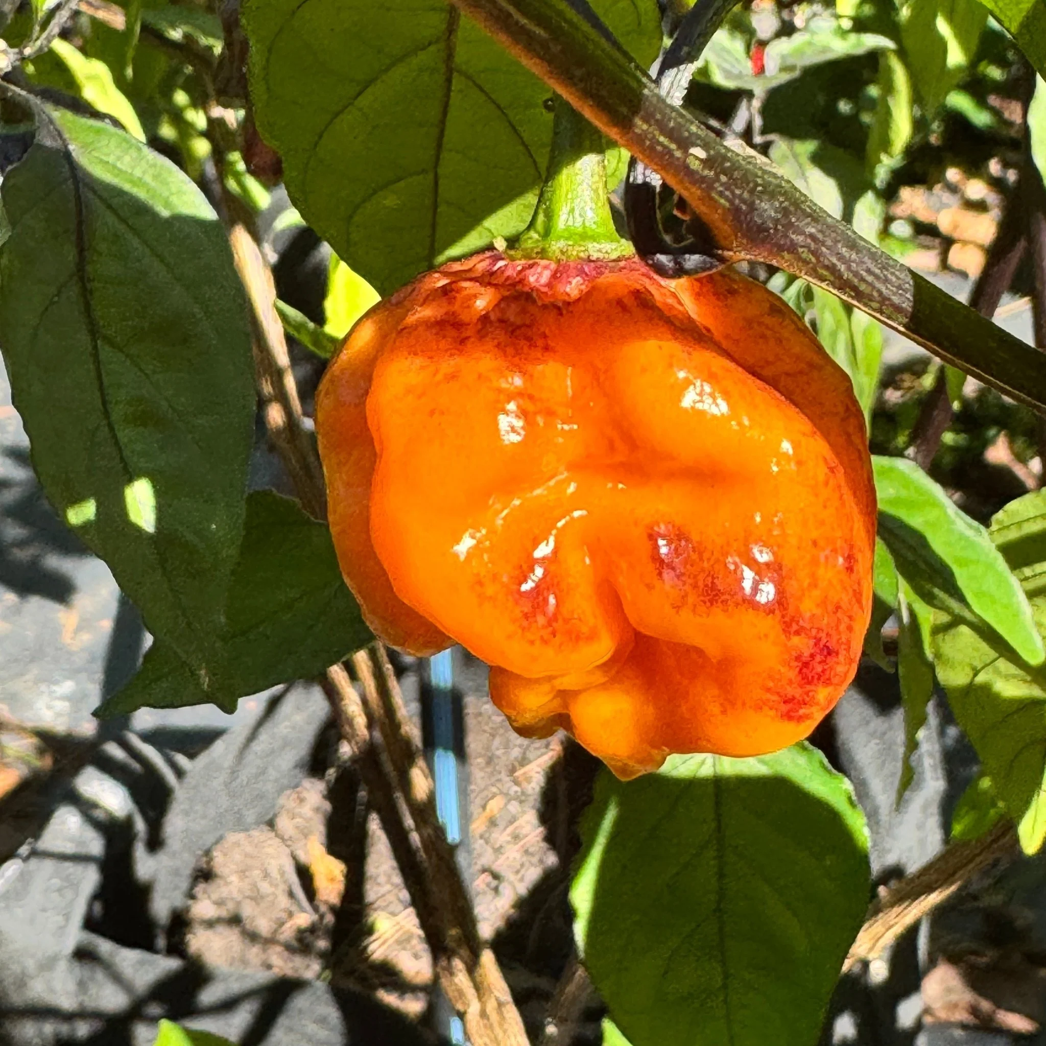 Pockmark Orange - Seeds - Image 6