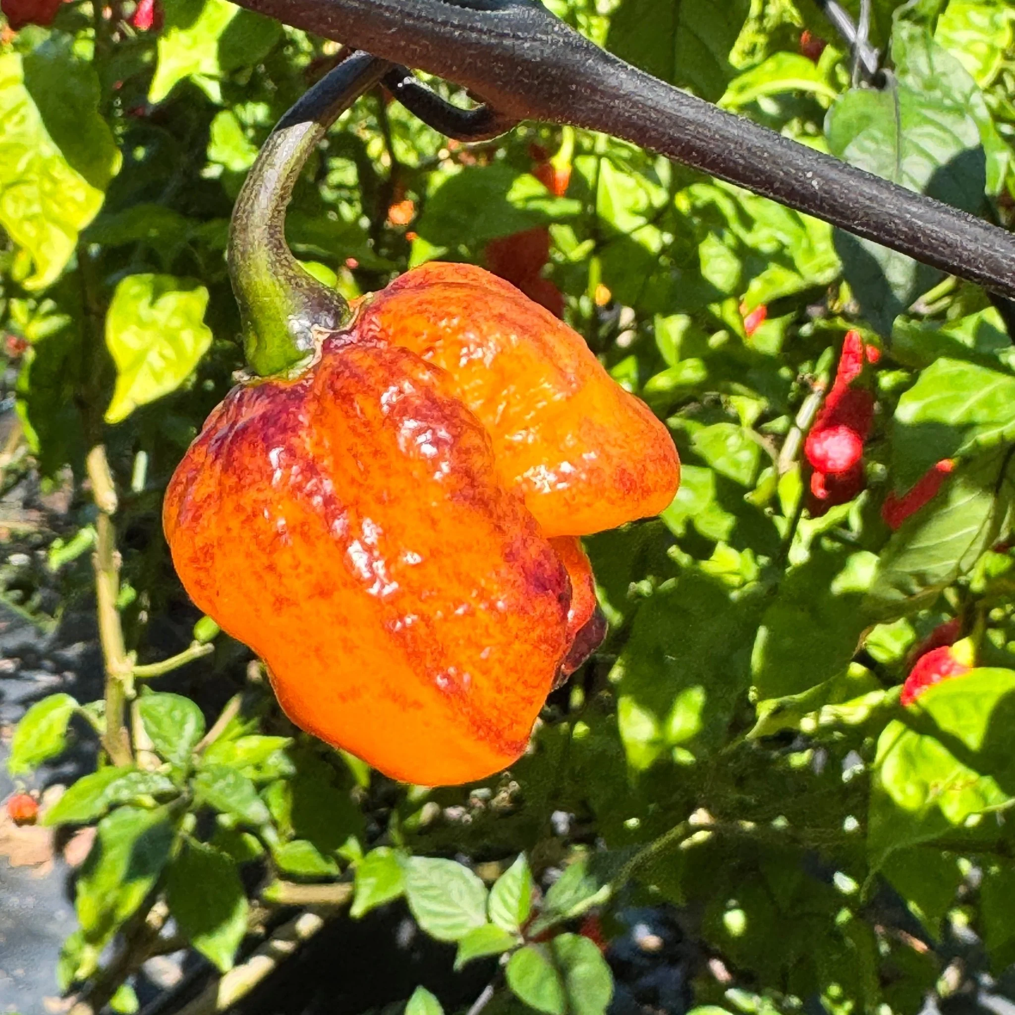 Pockmark Orange - Seeds - Image 7
