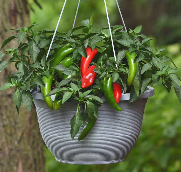 Pot-a-Peño Pepper Seeds - Image 2