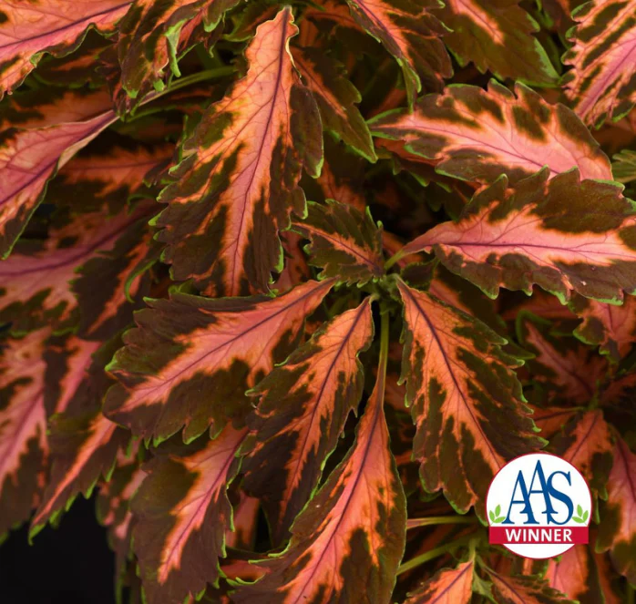 Premium Sun Coral Candy Coleus Seeds - Image 2