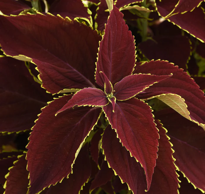 Premium Sun Ruby Hearts Coleus Seeds - Image 2