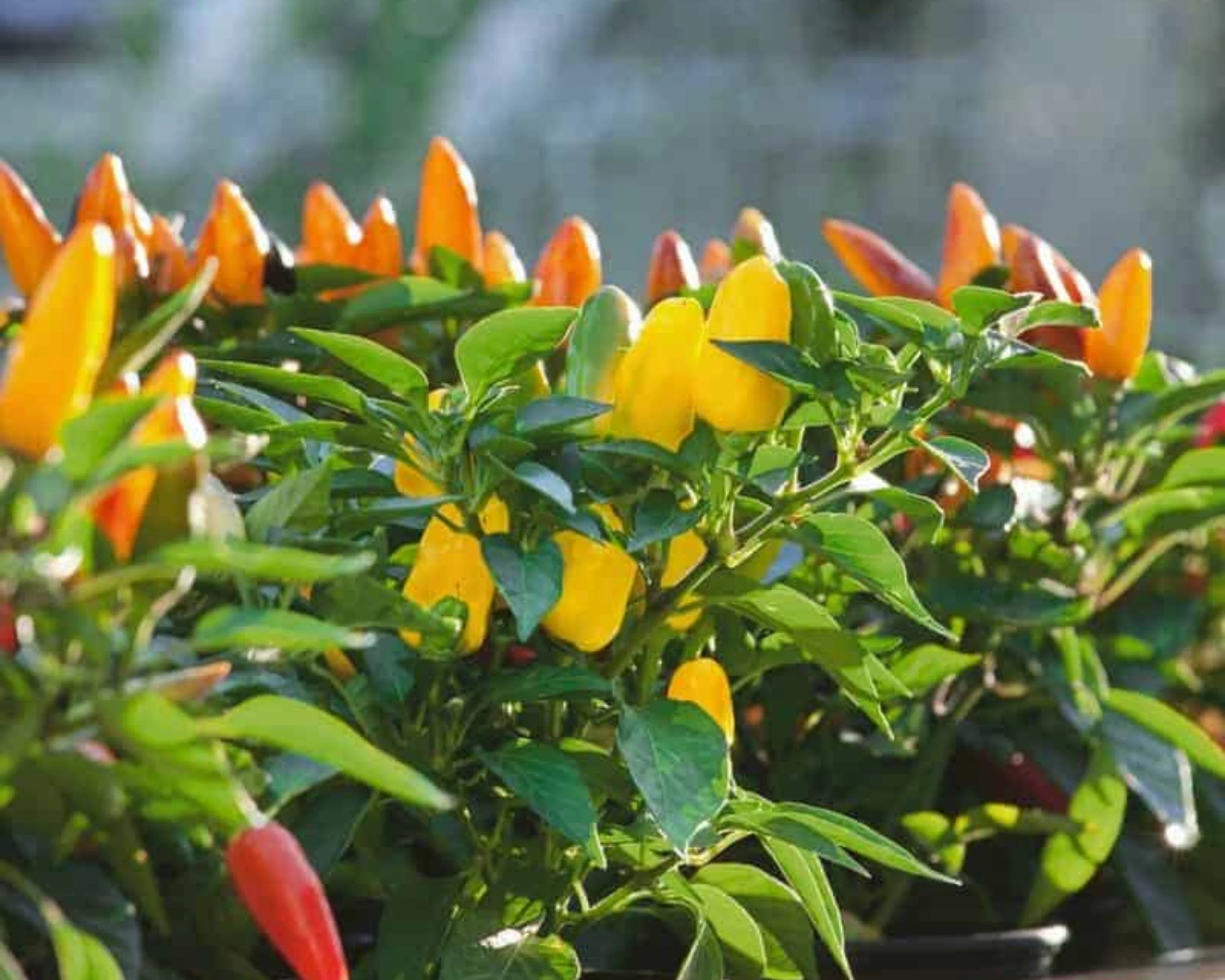 Pretty N Sweet Hybrid Pepper Seeds - Image 2
