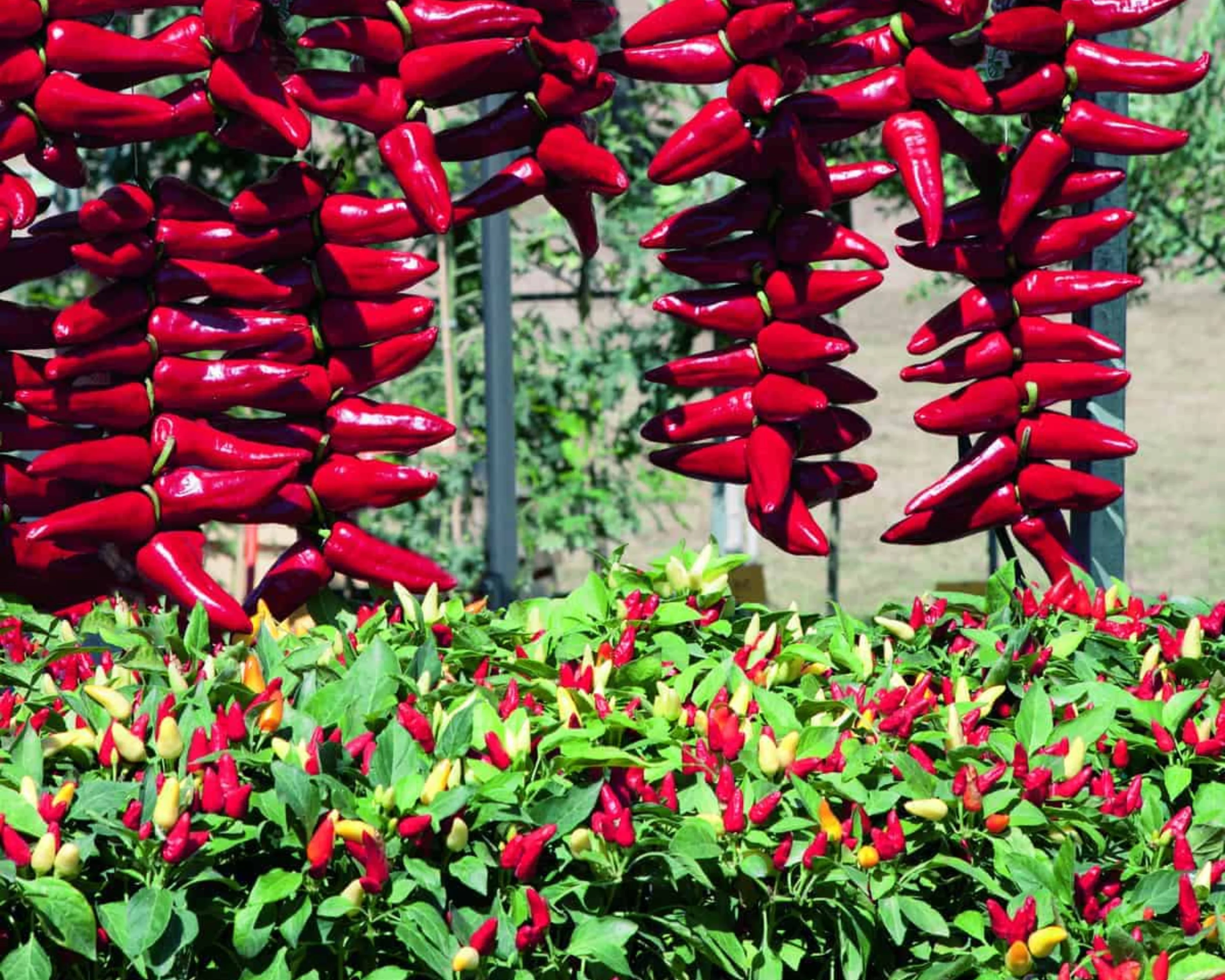Pretty N Sweet Hybrid Pepper Seeds - Image 3