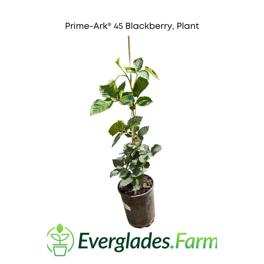 Prime-Ark® 45 Blackberry Plant - Image 2