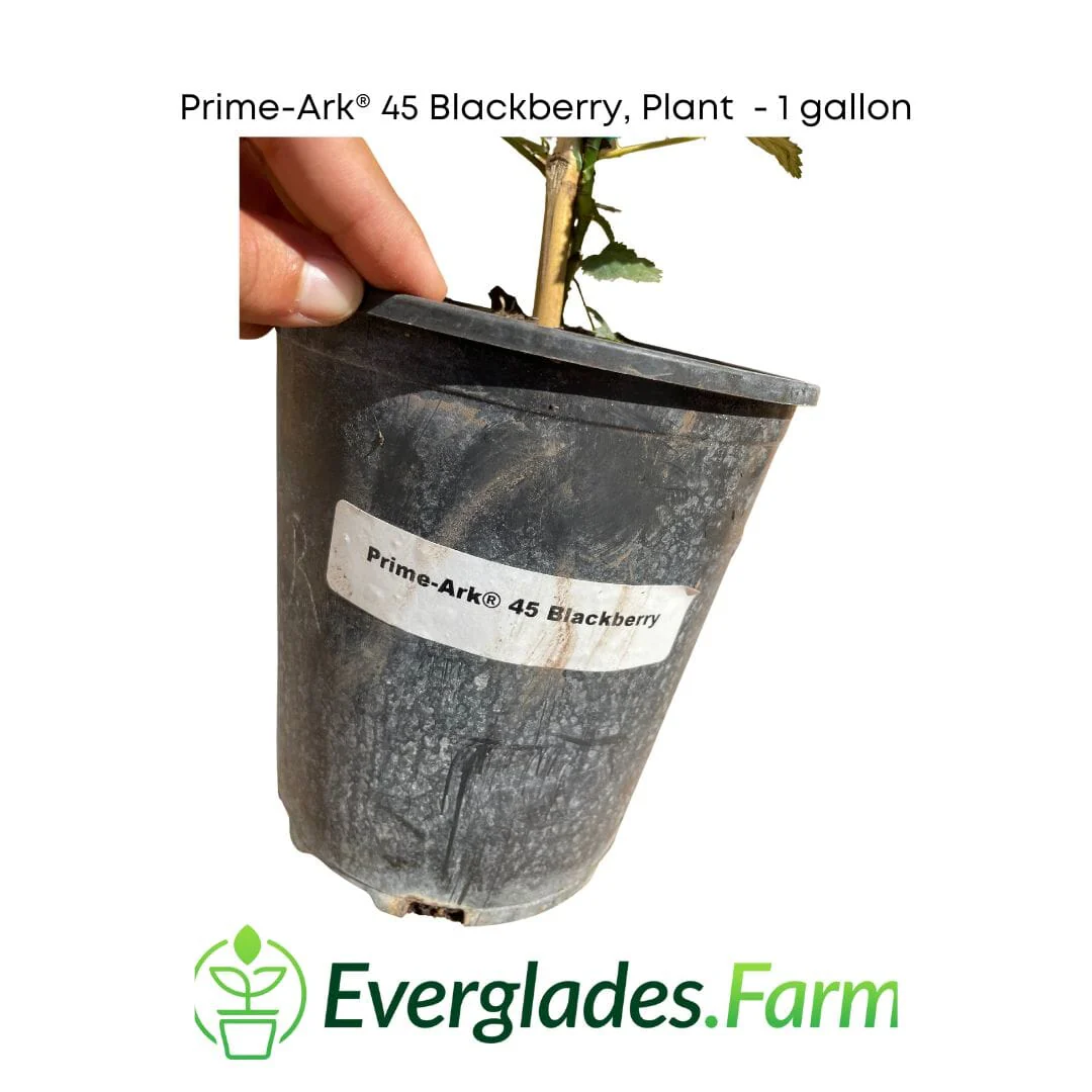 Prime-Ark® 45 Blackberry Plant - Image 3