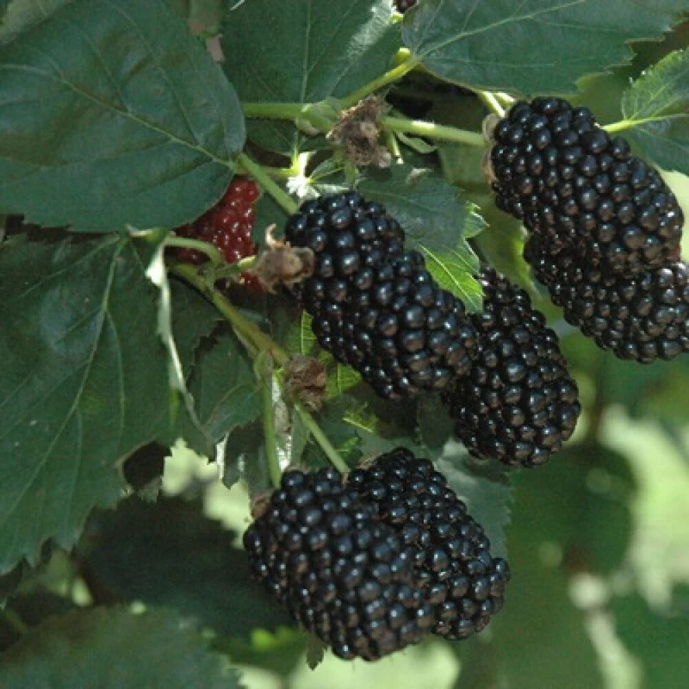 Prime-Ark® 45 Blackberry Plant - Image 4