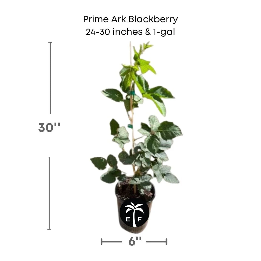 Prime-Ark® 45 Blackberry Plant - Image 5