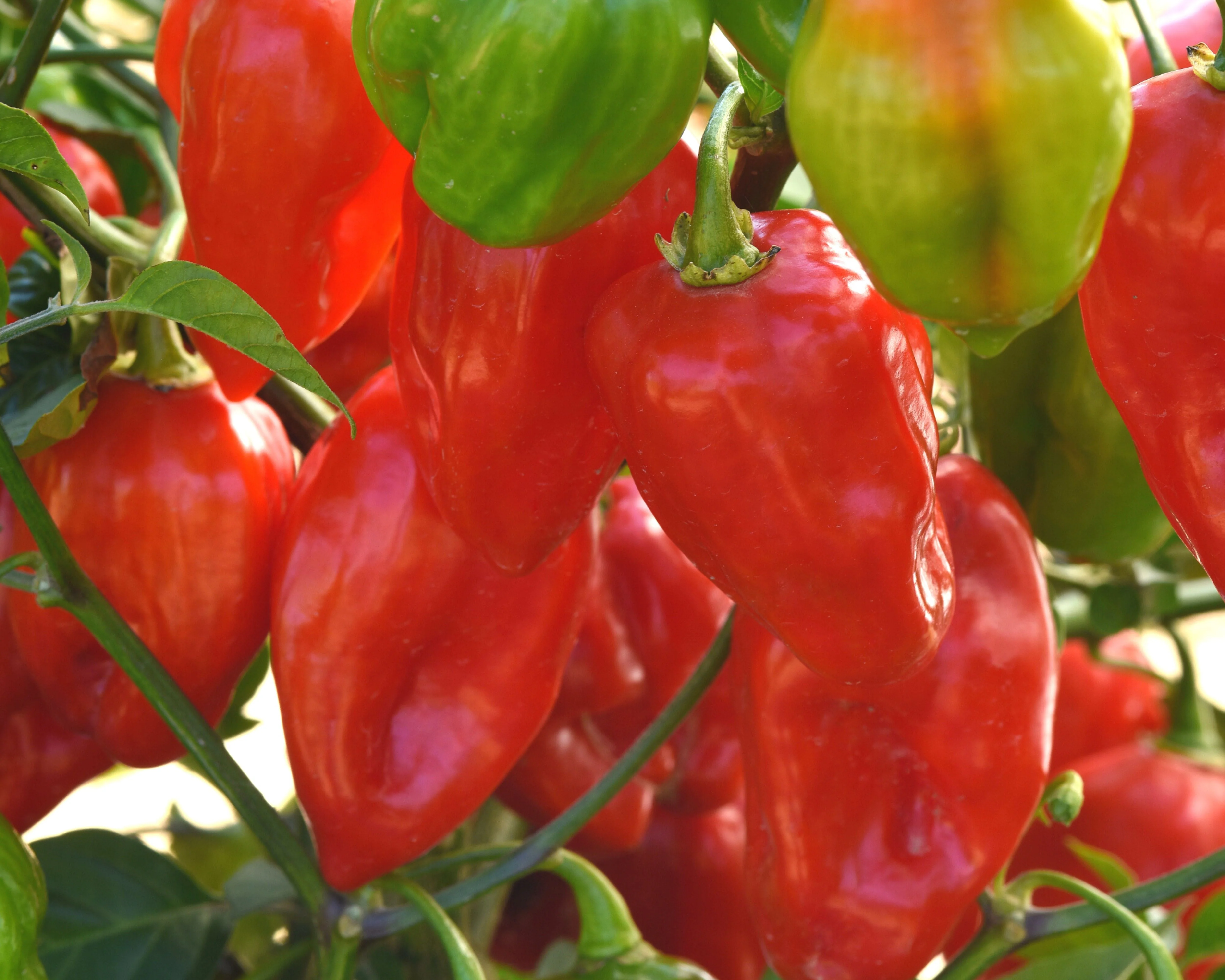Primero Red Habanero Hybrid Pepper Seeds - Image 2